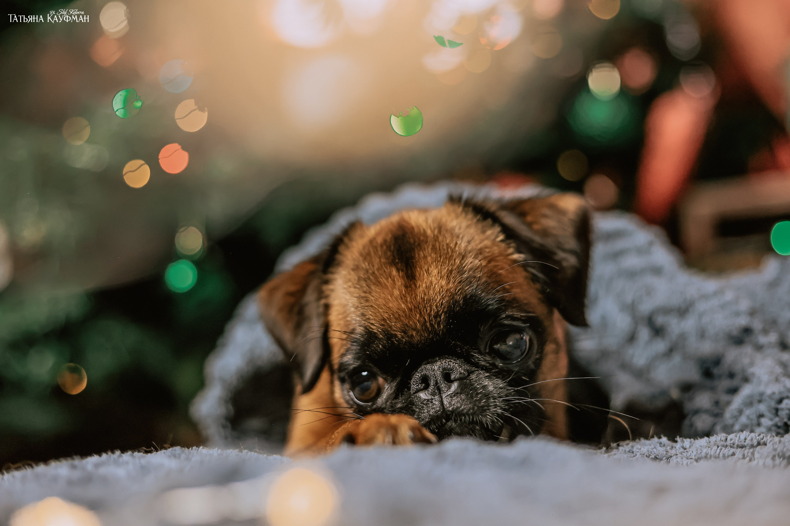 Малый брабансон, фотография брабансон, красивая собака, фотограф анималист, фотокурс Анималистика, научиться фотографировать собак, фотограф Новосибирск