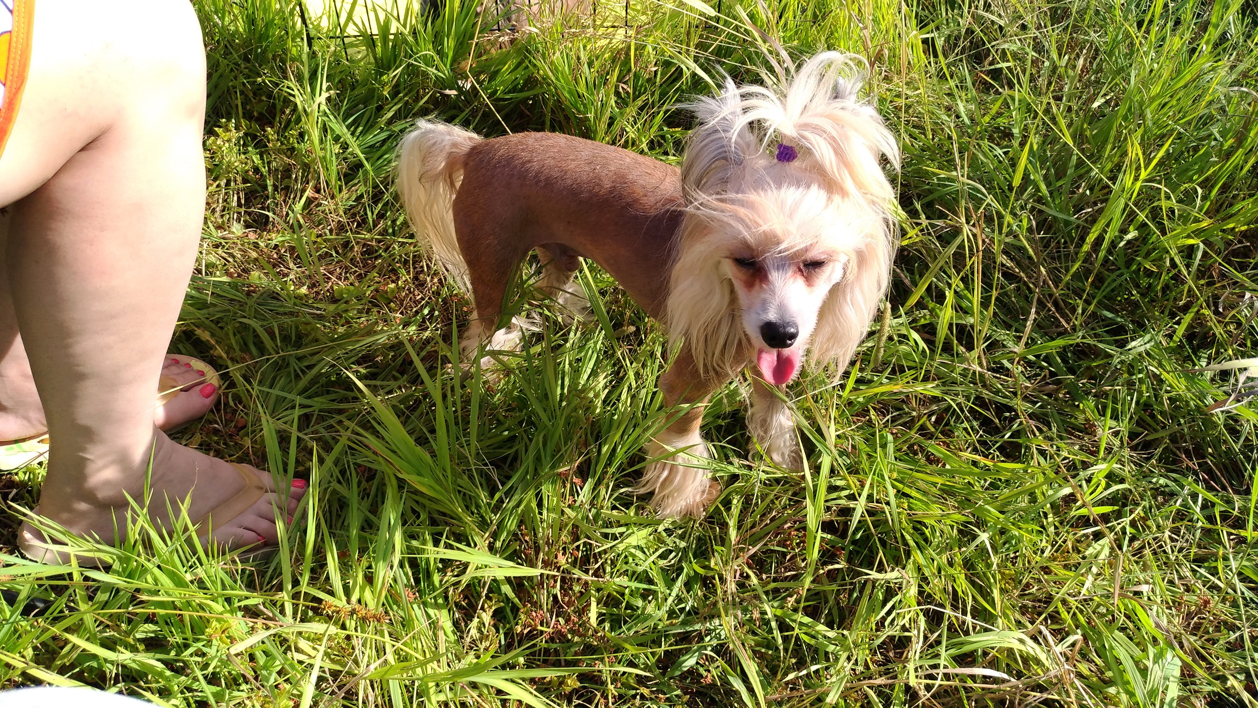 В поле под присмотром сокола. Питомник китайских хохлатых собак Poale Ell: купить щенка в питомнике