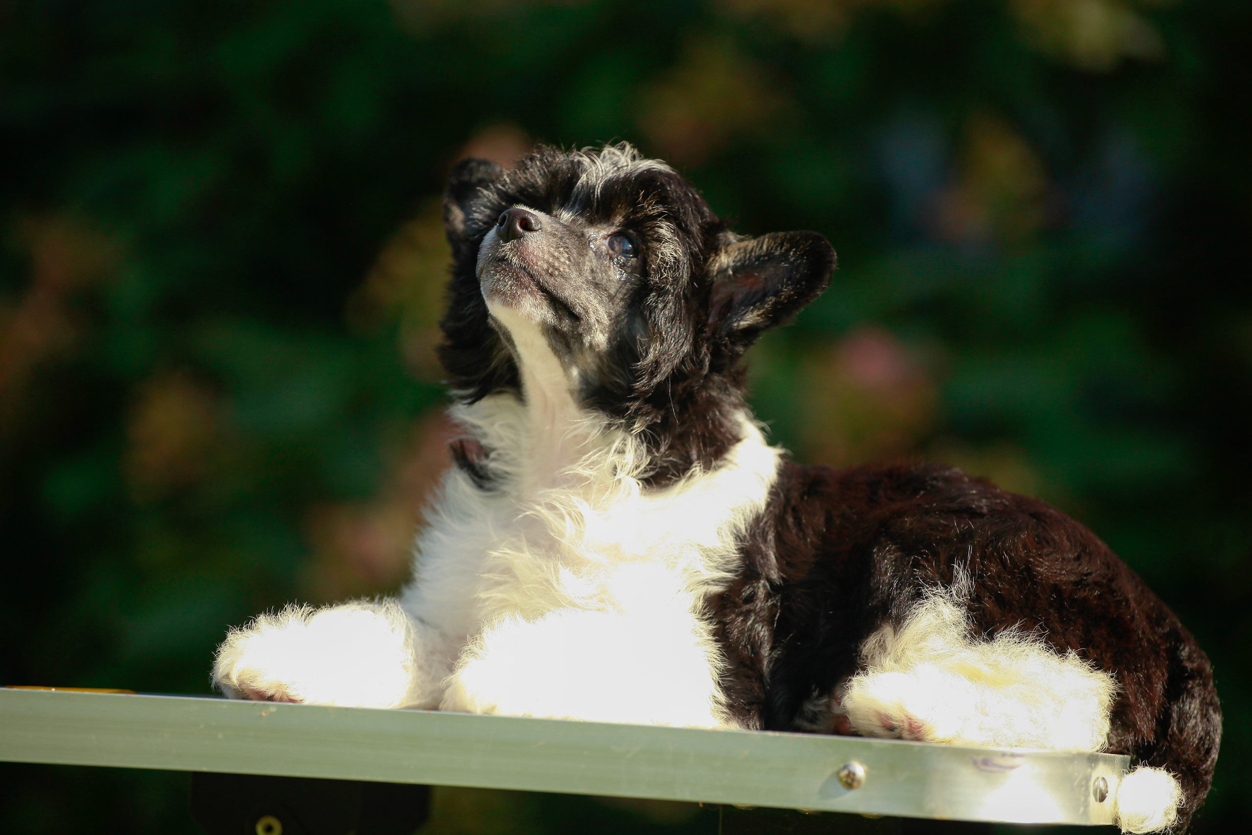 Poale Ell Chester Becomes a Dad for the First Time. Chinese Crested Dog Kennel Poale Ell