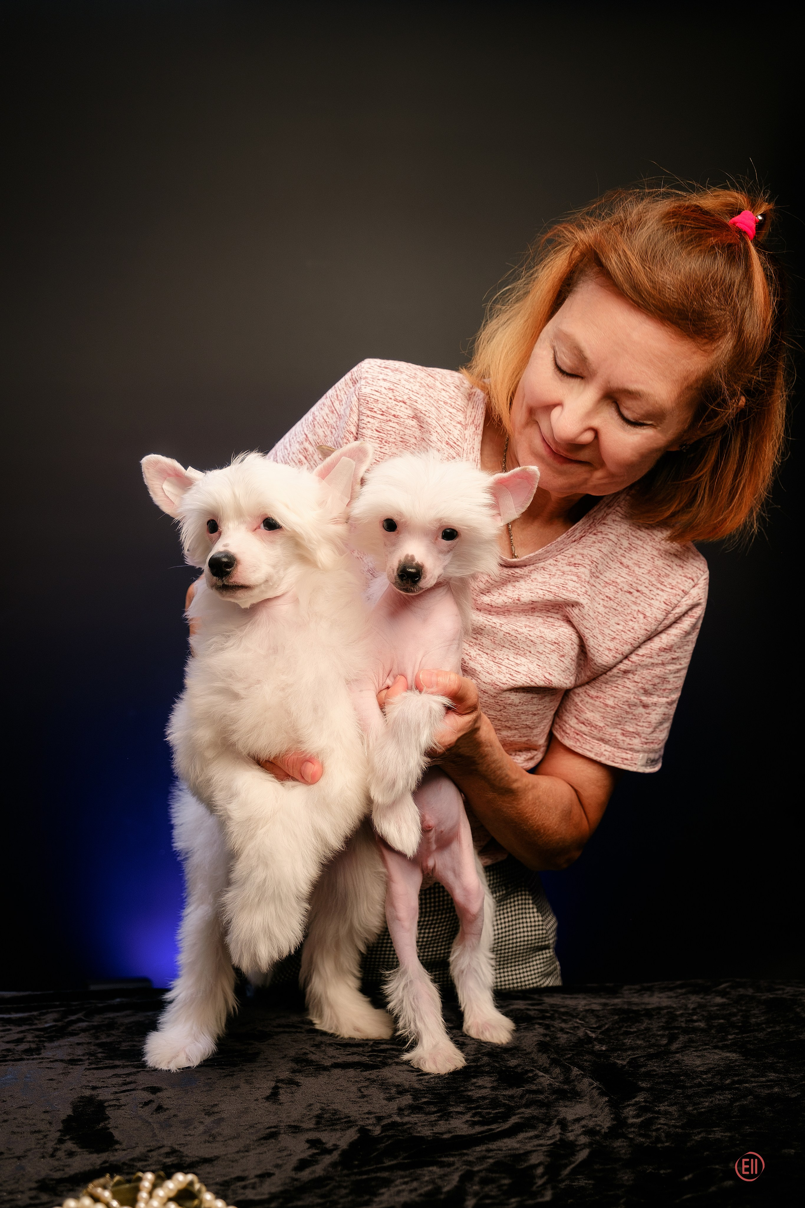 First photo session of the litter “F” of the Laisan Island kennel. Chinese Crested Dog Kennel Poale Ell