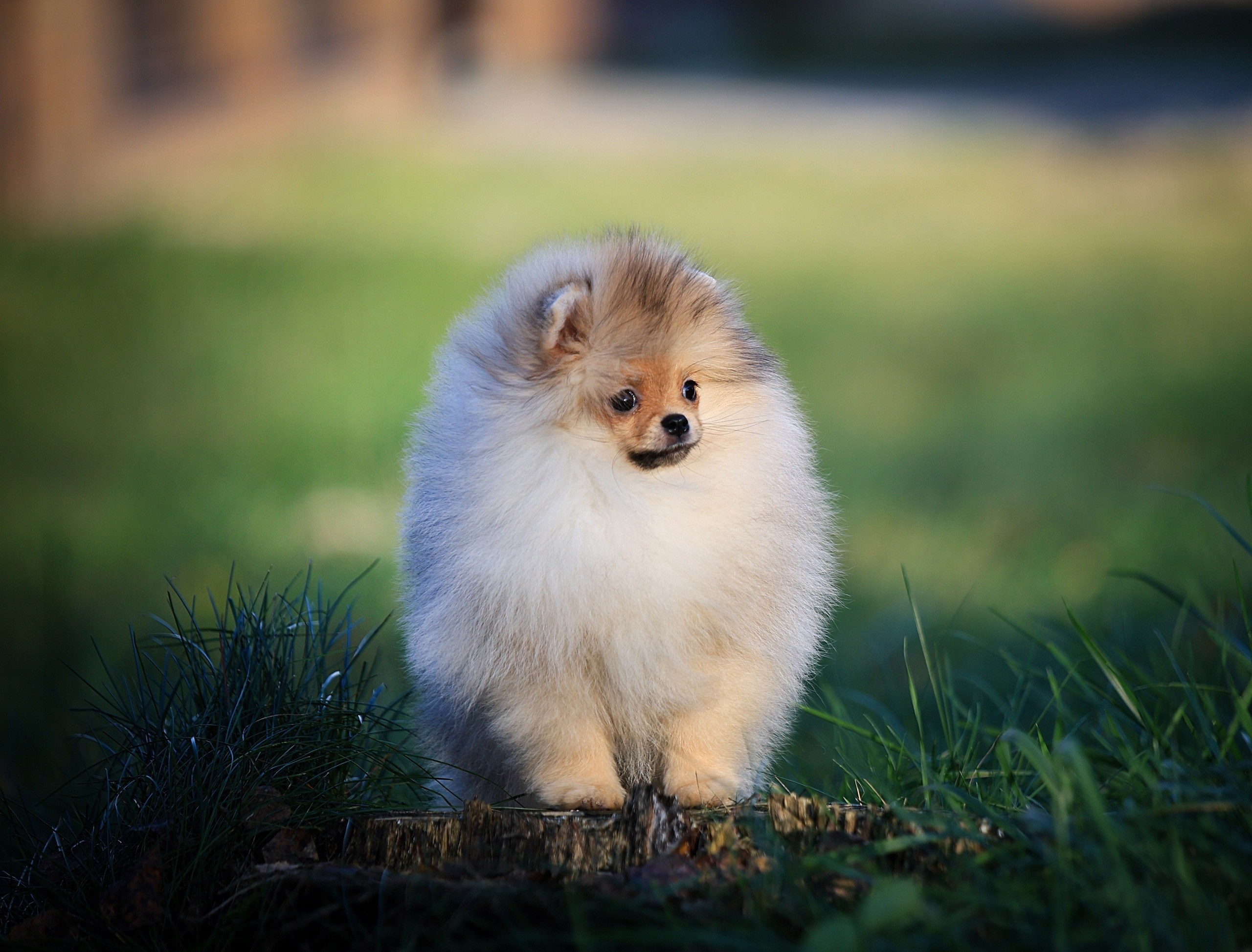 Шпицы. Купить щенка Вельш-корги-кардиган в семейном питомнике — Ice Fantasy