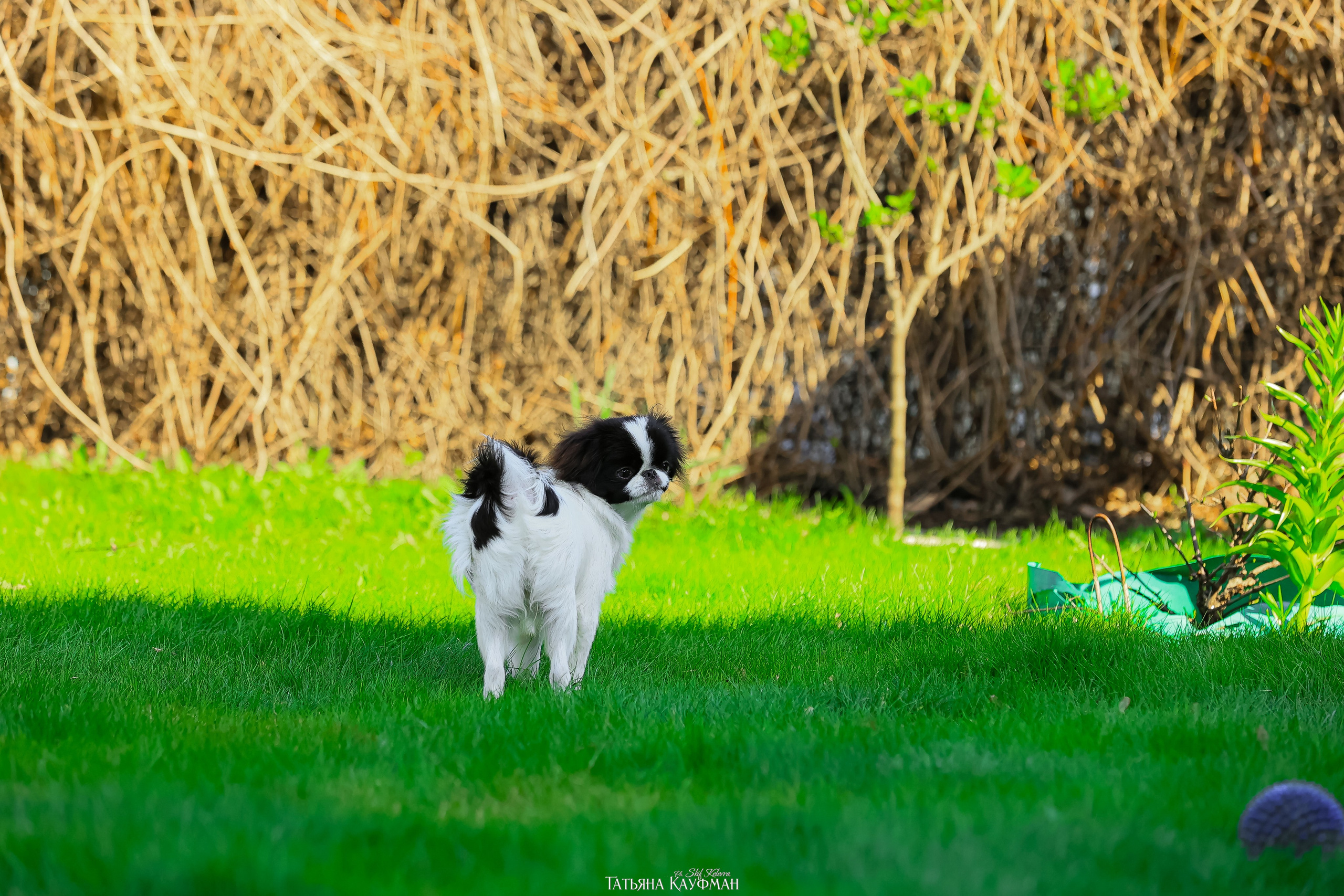 Японский хин, фотография японский хин, собака в цветах, красивая собака, фотограф анималист, фотокурс Анималистика, научиться фотографировать собак, фотограф Новосибирск
