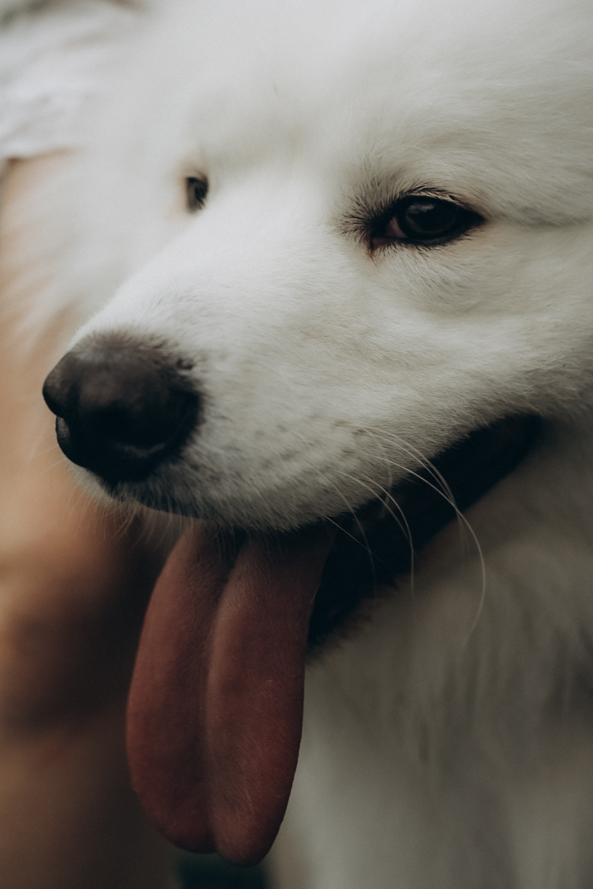 Прогулка со Старком. Детский семейный фотограф в Москве Евгения