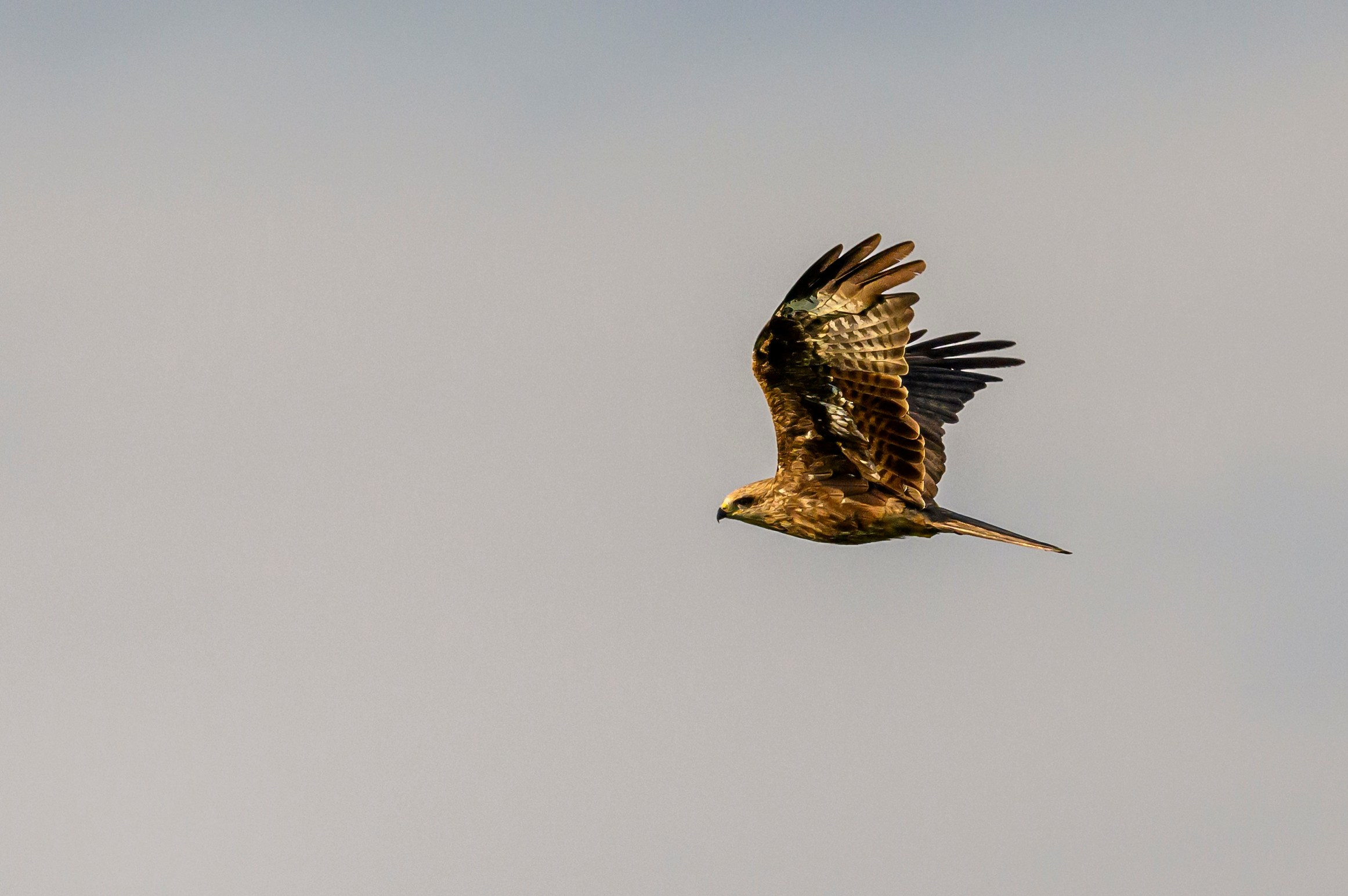 Лунь и коршуны. Harrier and Kites. Wildlife photography by Sergey Puponin