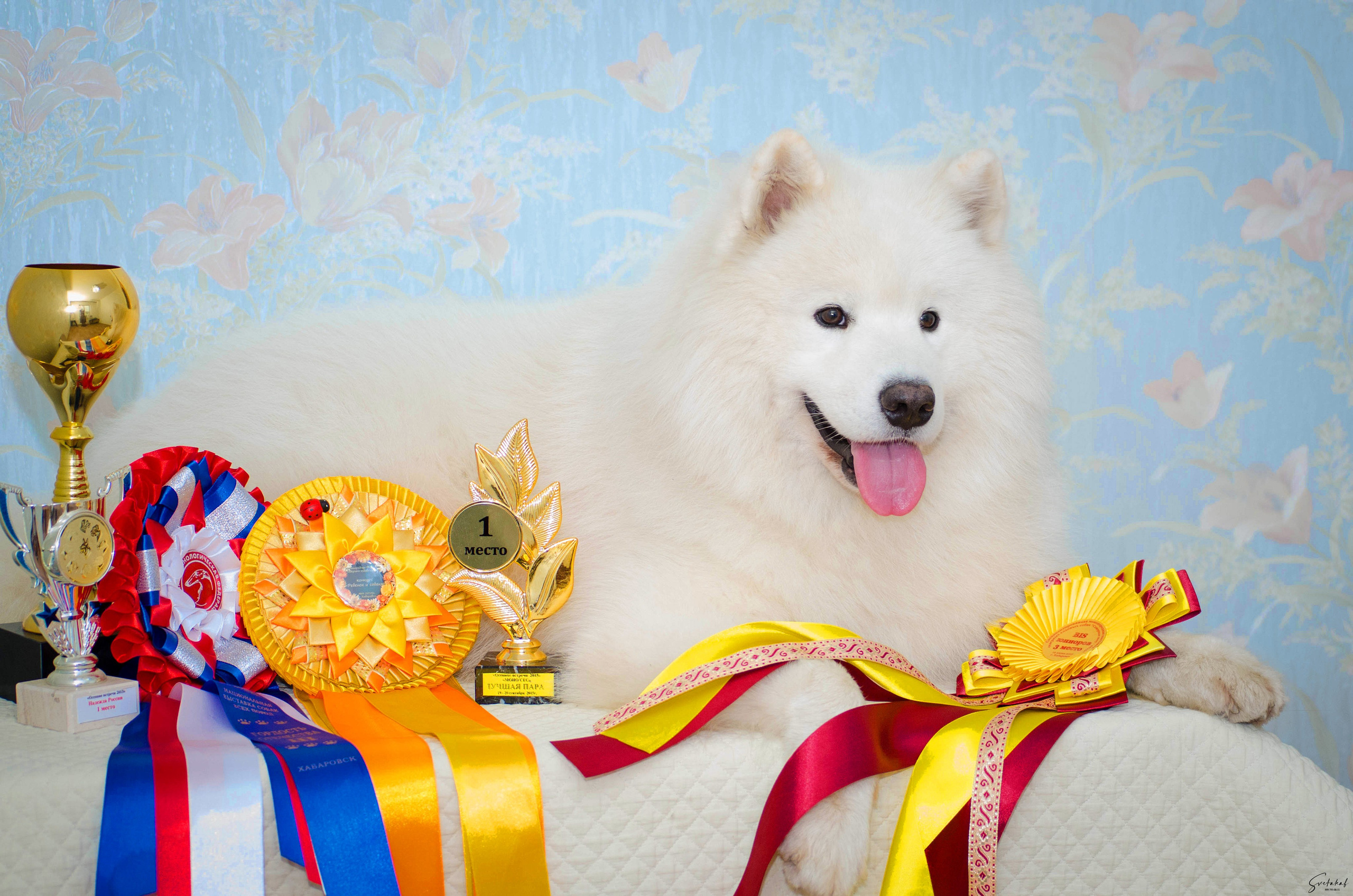 Собаки в домашних условиях. Slavilada-Лапки. Свет. Любовь… Профессиональная фотосессия питомцев Для памяти, пристройства и продажи. Хабаровск