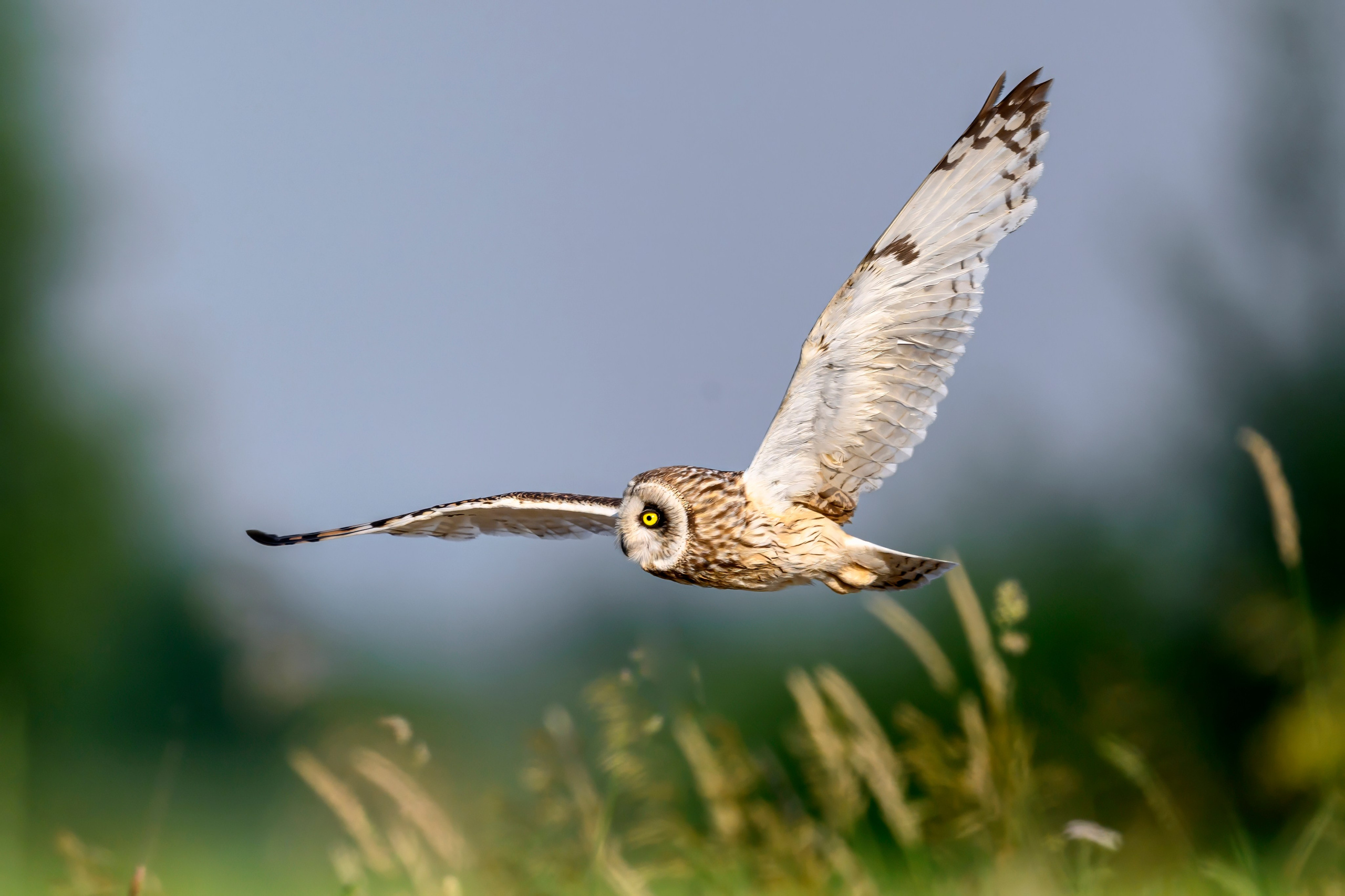 Слеток болотной совы. Wildlife photography by Sergey Puponin