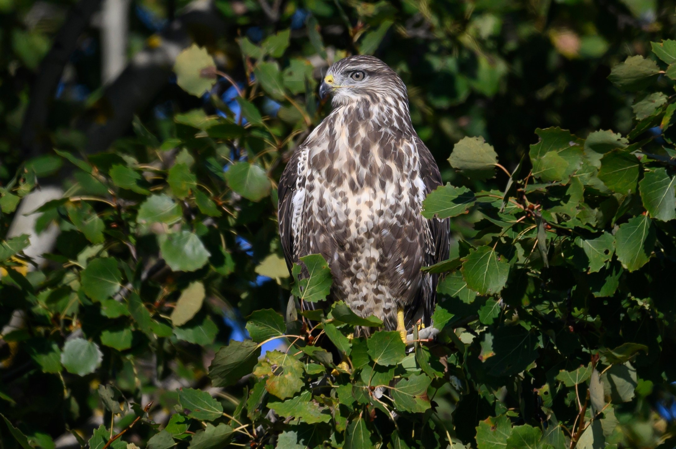 Канюк. Common Buzzard. Wildlife photography by Sergey Puponin