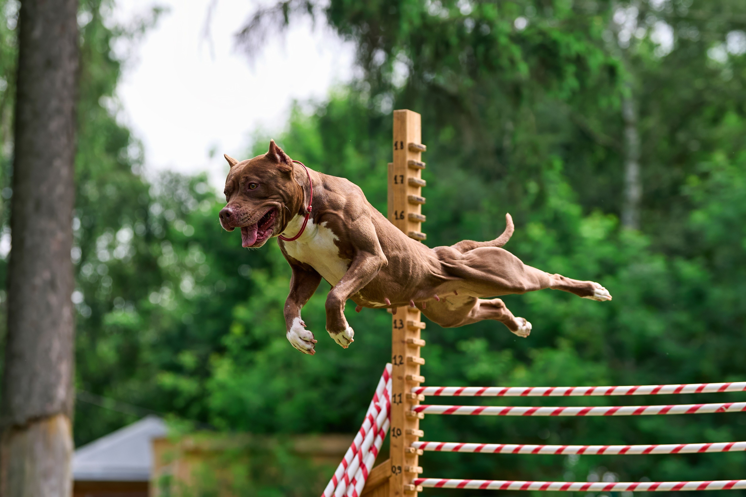 Двухдневные соревнования «Jump'n'Gym Fest — 2024». Фотограф-анималист Михаил Манухин