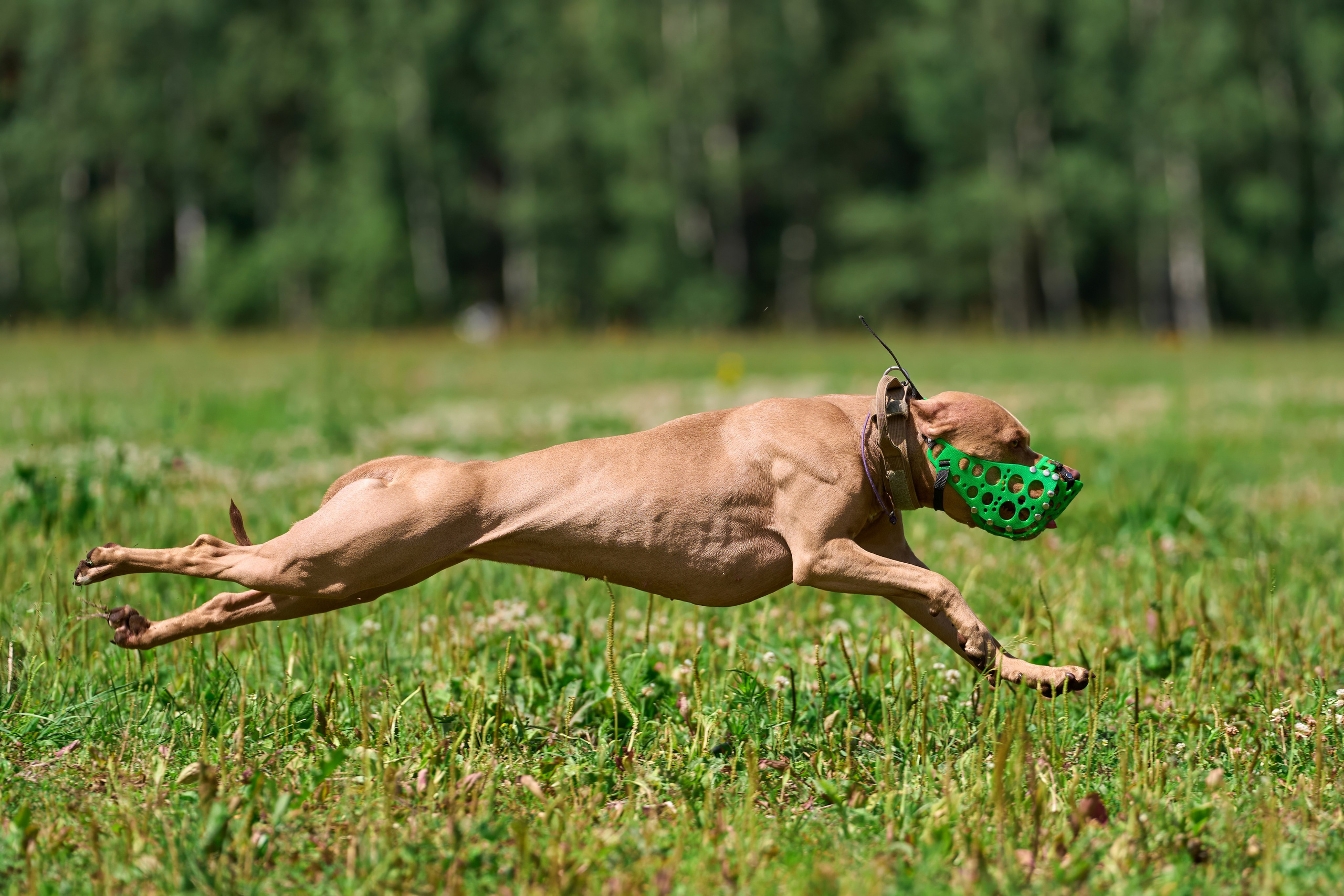 Тренировка по курсингу в Донино. Фотограф-анималист Михаил Манухин