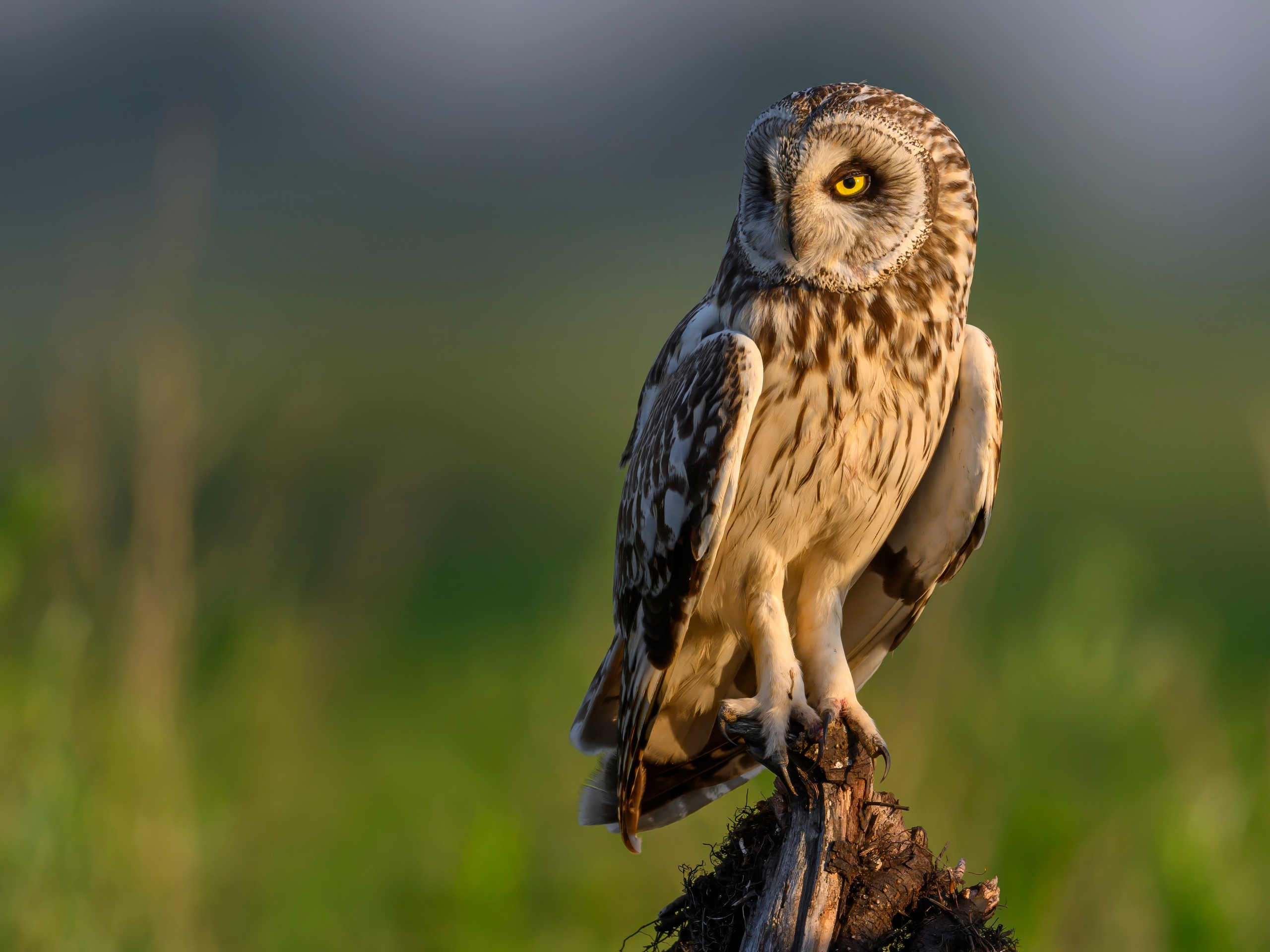 Совы и кулики. Фотограф Сергей Пупонин