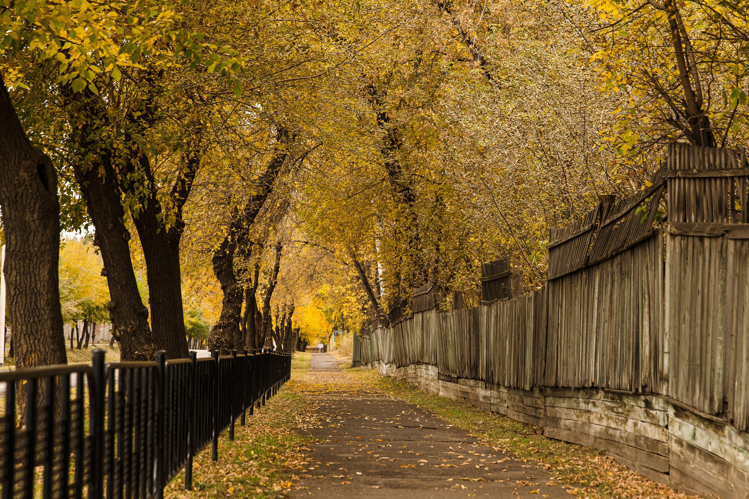 Осень в парке. Семейный и детский фотограф в Железногорске Саламахо Ольга