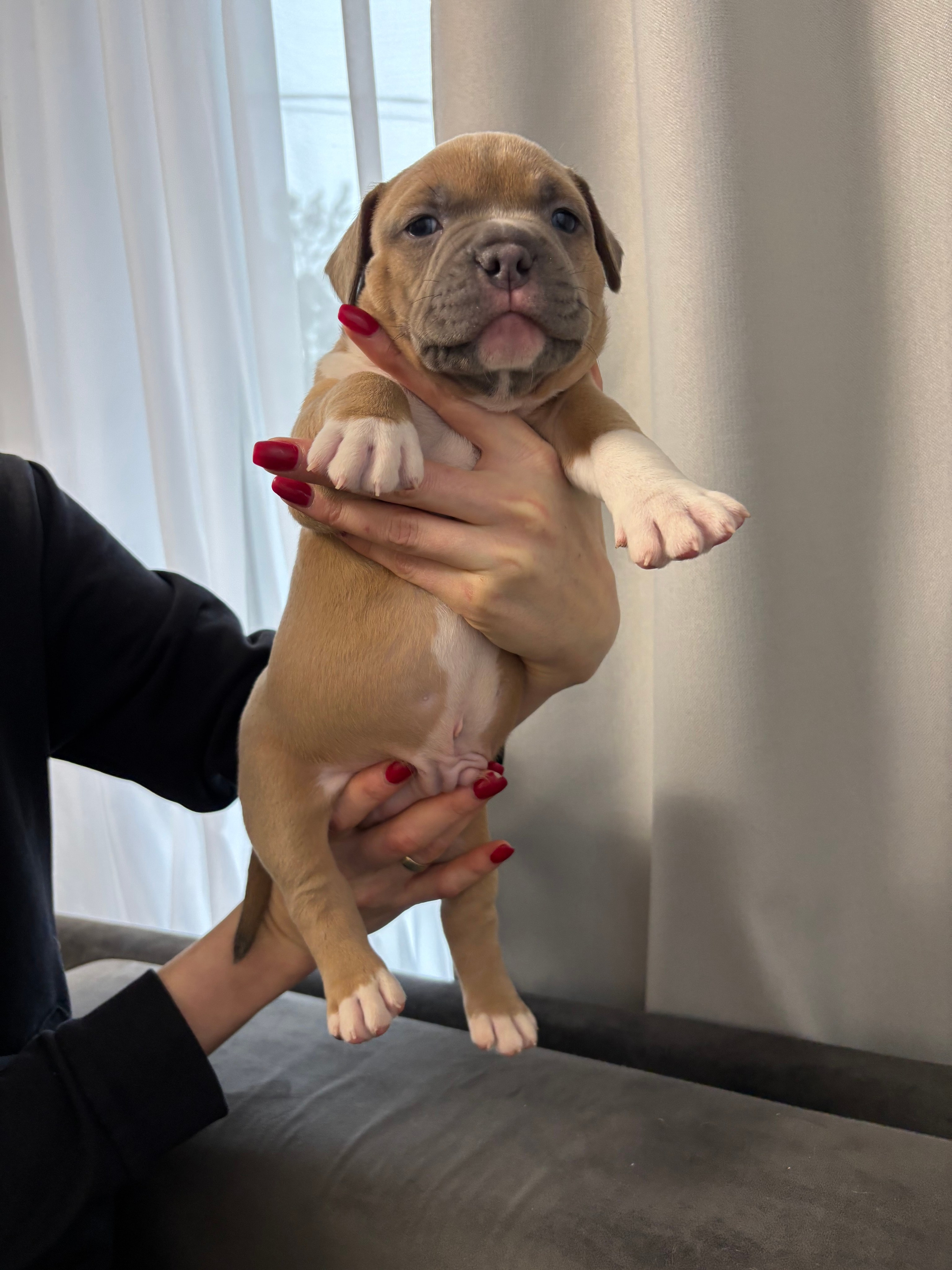 Помет Рич и Дося 04.02.25. Американский Булли в г. Ростов-на-Дону. Питомник THE POWER OF SIBERIA