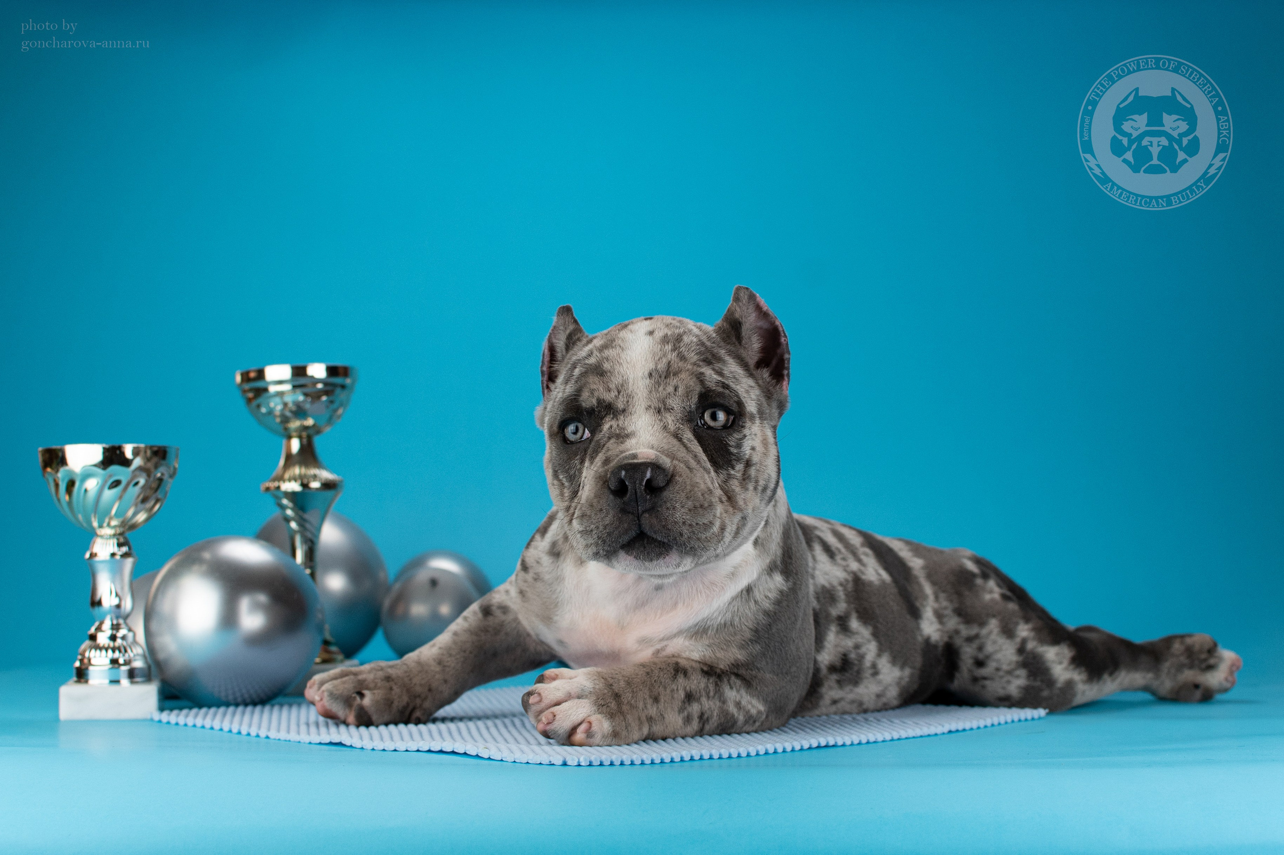 продажа щенков American Bully  в Уфе