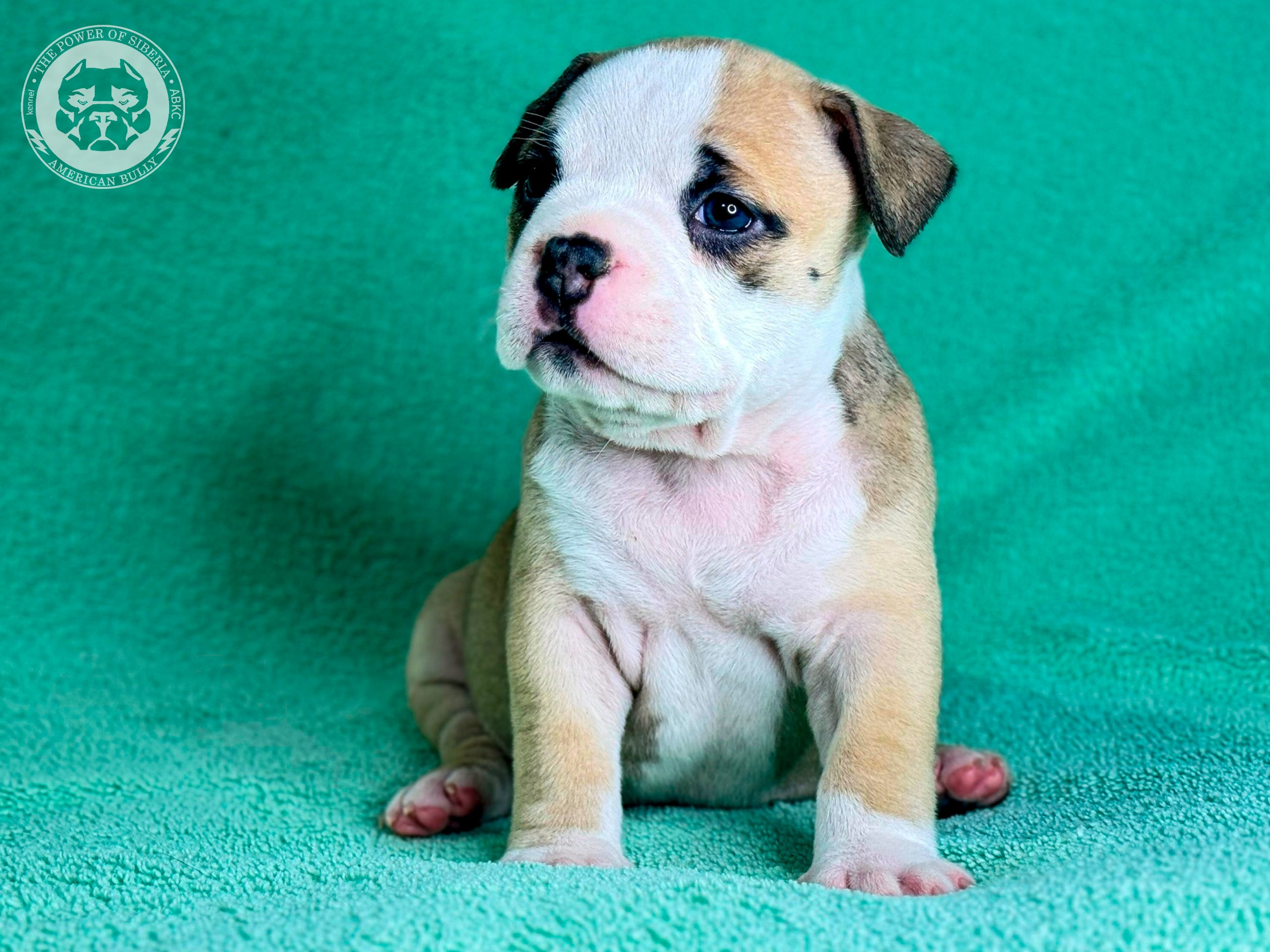 Все свободные щенки. Американский Булли в г. Ростов-на-Дону. Питомник THE POWER OF SIBERIA