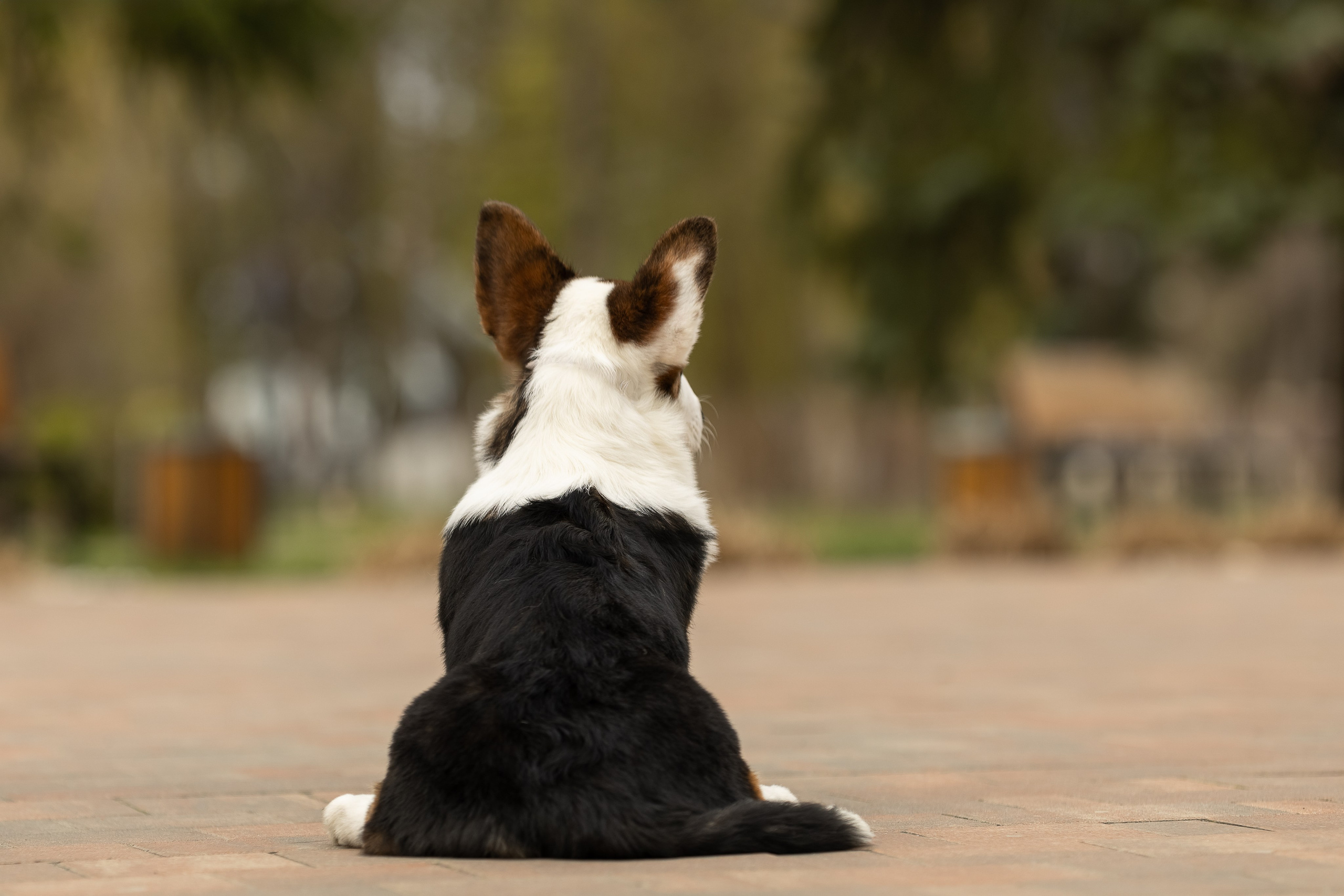 Купить щенка вельш корги кардиган из питомника Ice Fantasy. Купить щенка Вельш-корги-кардиган в семейном питомнике — Ice Fantasy