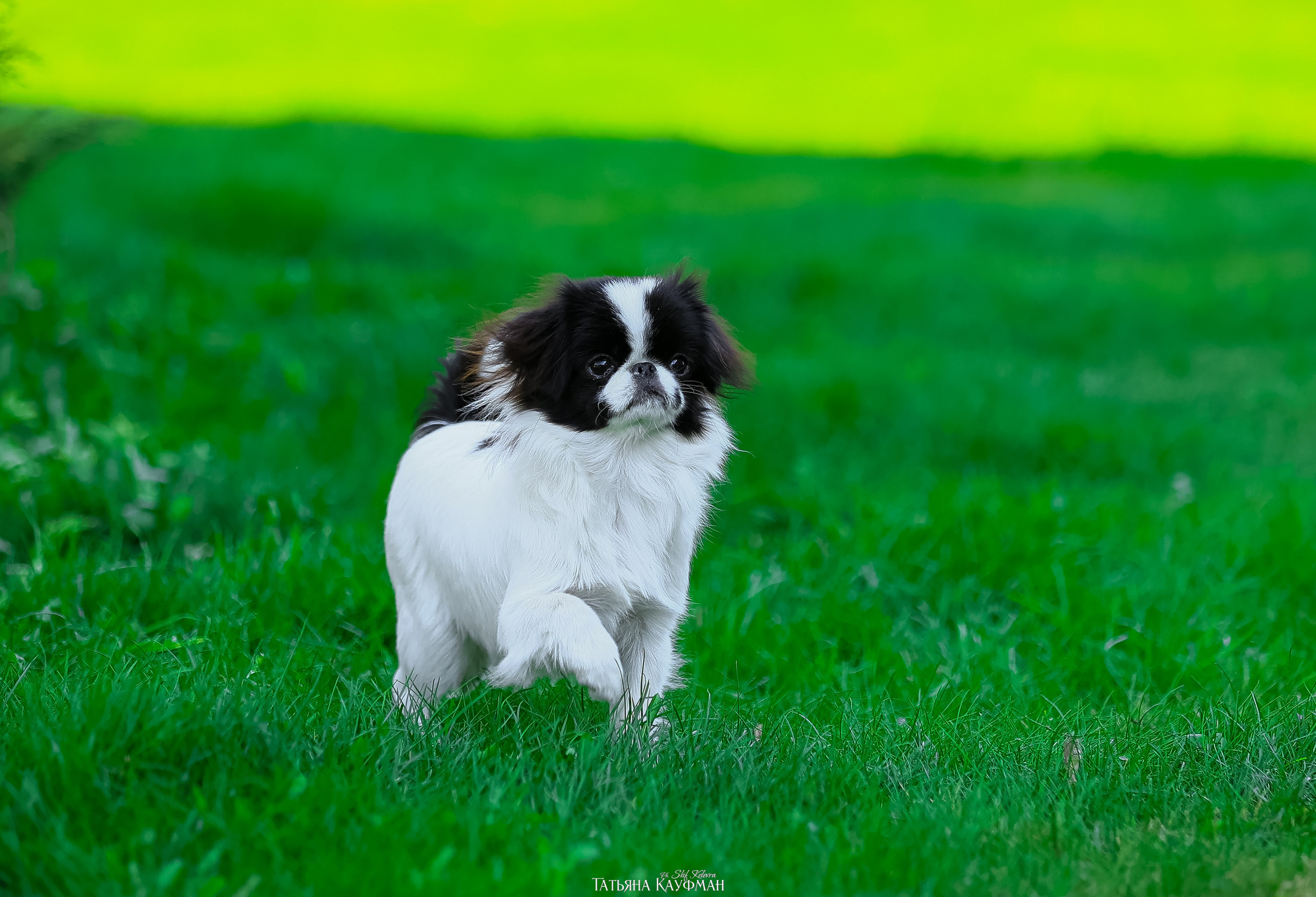 Японский хин, фотография японский хин, собака в цветах, красивая собака, фотограф анималист, фотокурс Анималистика, научиться фотографировать собак, фотограф Новосибирск