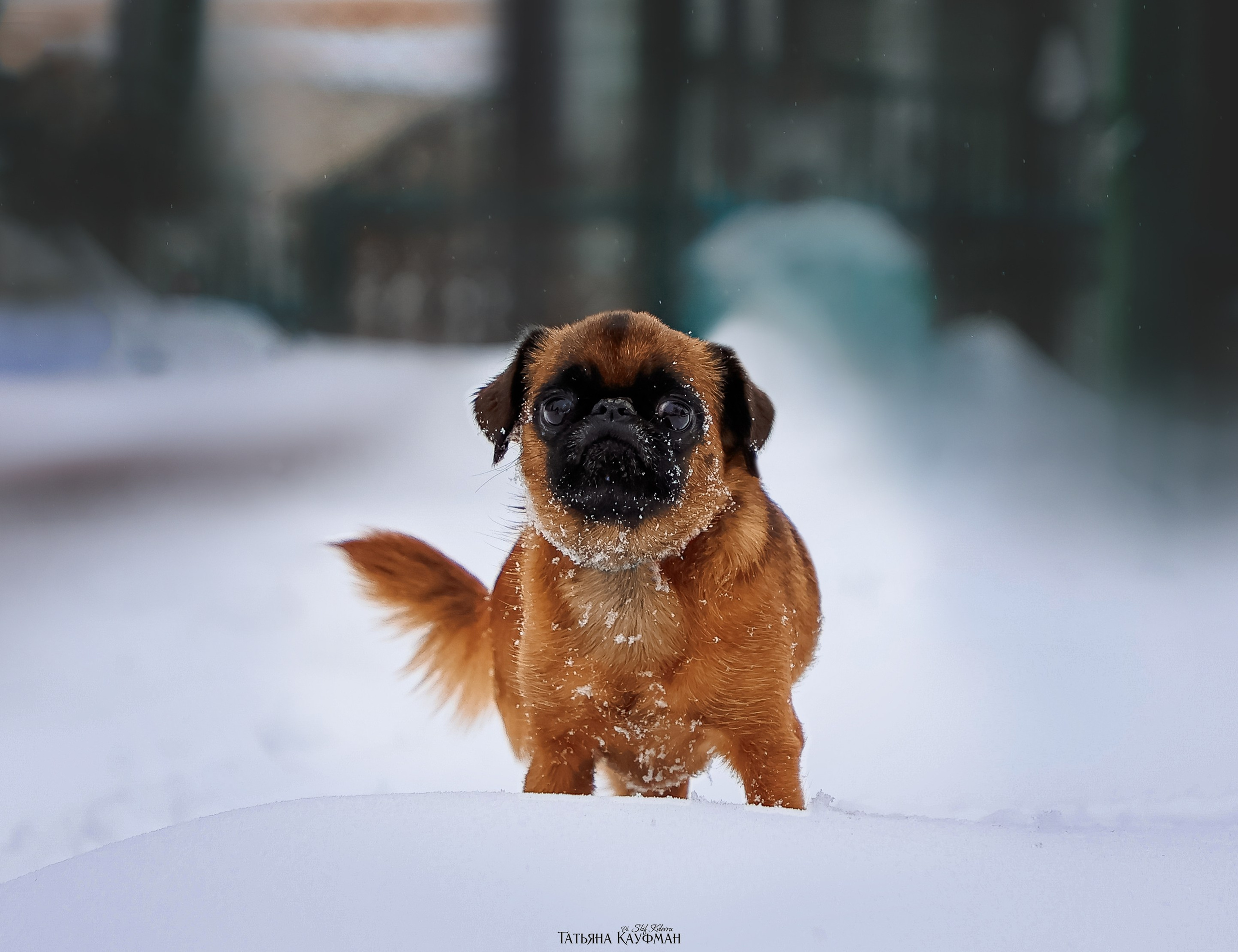 Малый брабансон, фотография брабансон, красивая собака, фотограф анималист, фотокурс Анималистика, научиться фотографировать собак, фотограф Новосибирск