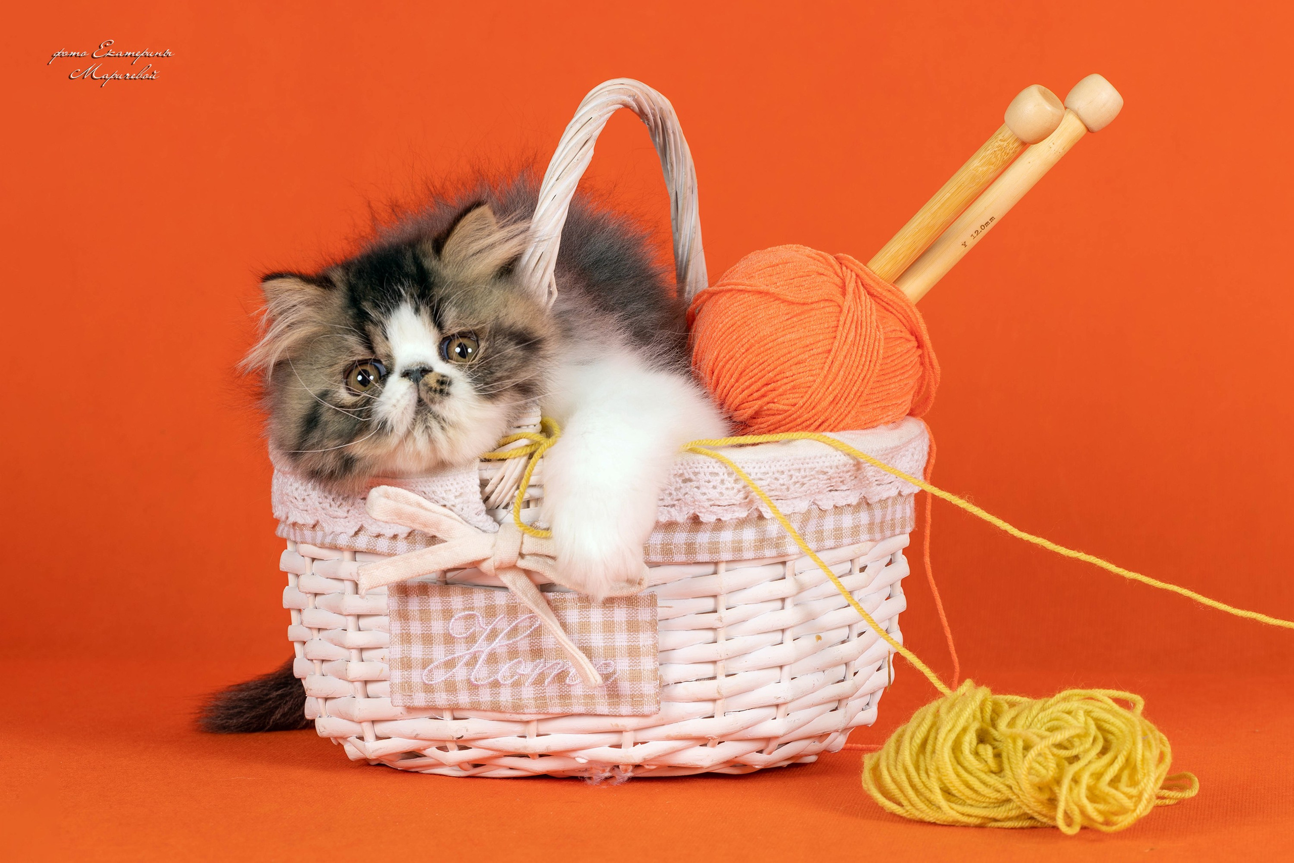 Студийная съёмка на моей территории. Фотограф-анималист в Омске Екатерина Маричева