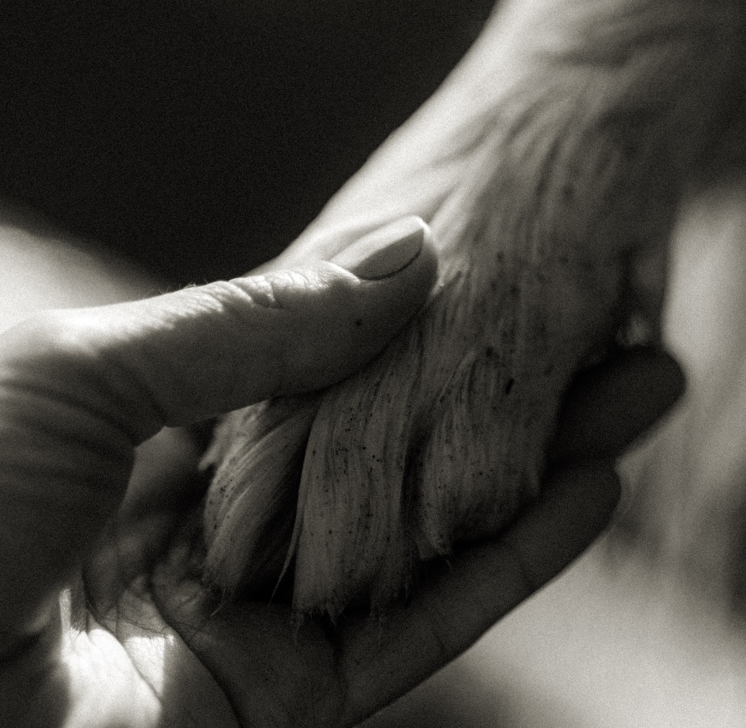 Съемка животных в Петрозаводске. Фотограф Варвара Ермоленко