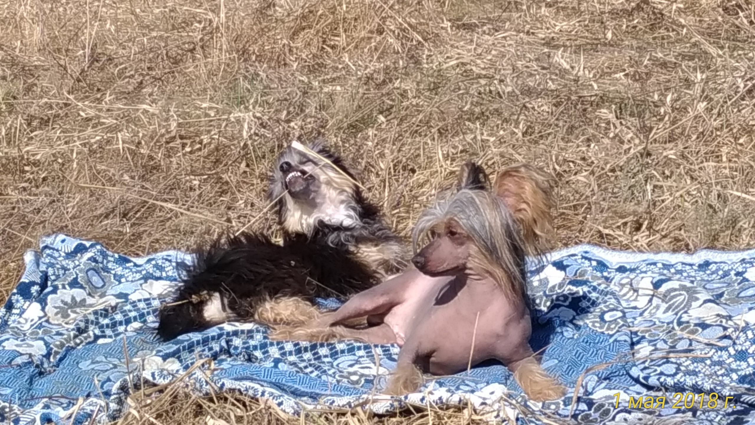 Adventure May 1, 2018 or a nursery on a walk. Chinese Crested Dog Kennel Poale Ell