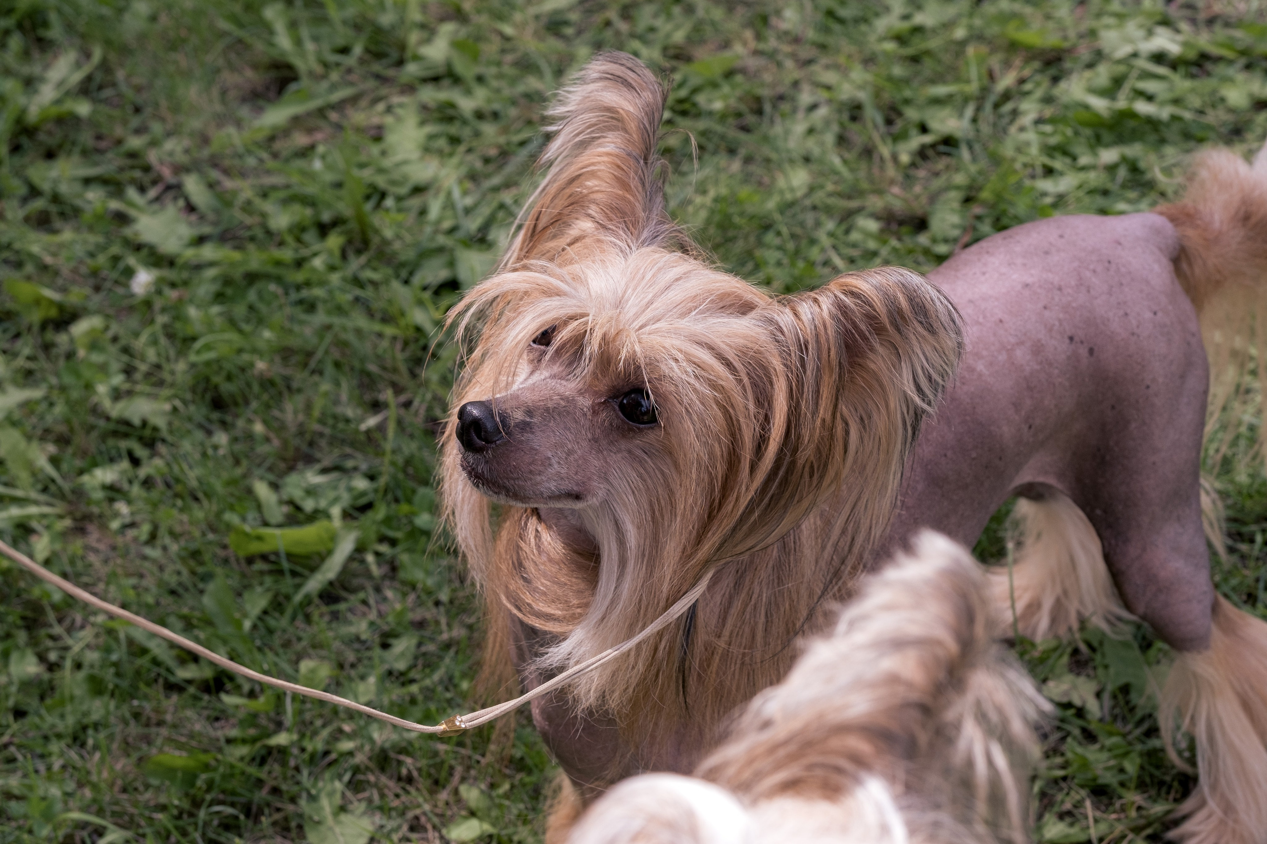 Poale Ell Cooper. Chinese Crested Dog Kennel Poale Ell