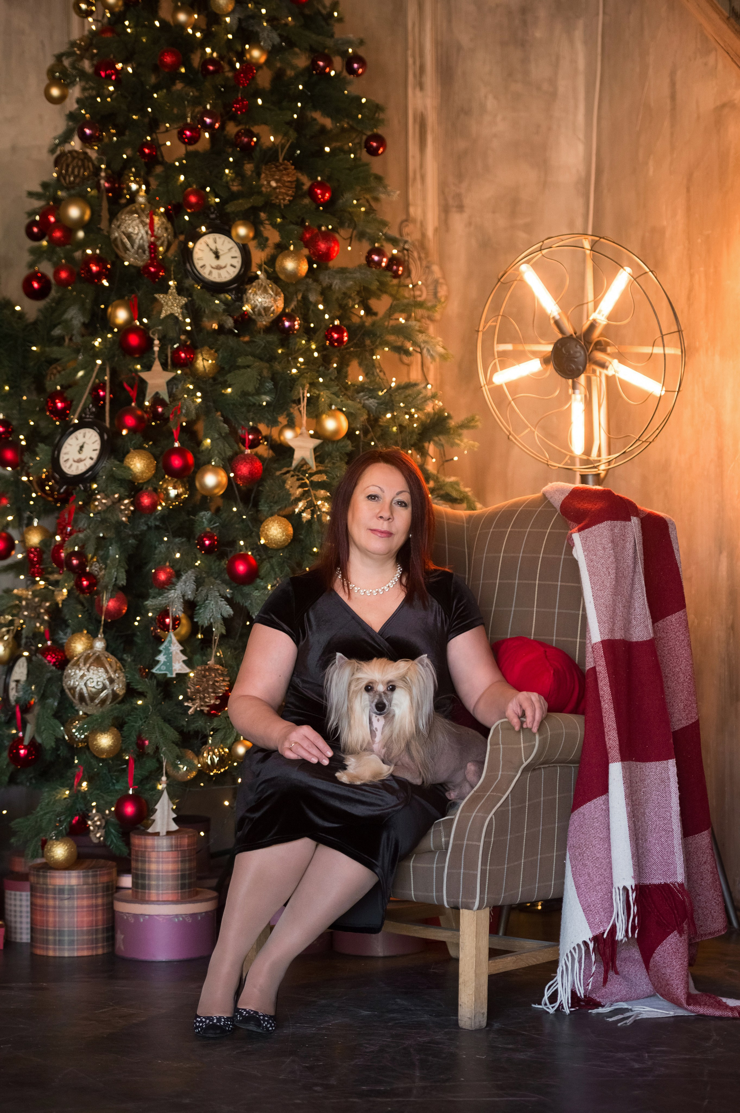 Alfa Laval De lux Supernova. Питомник китайских хохлатых собак Poale Ell: купить щенка в питомнике