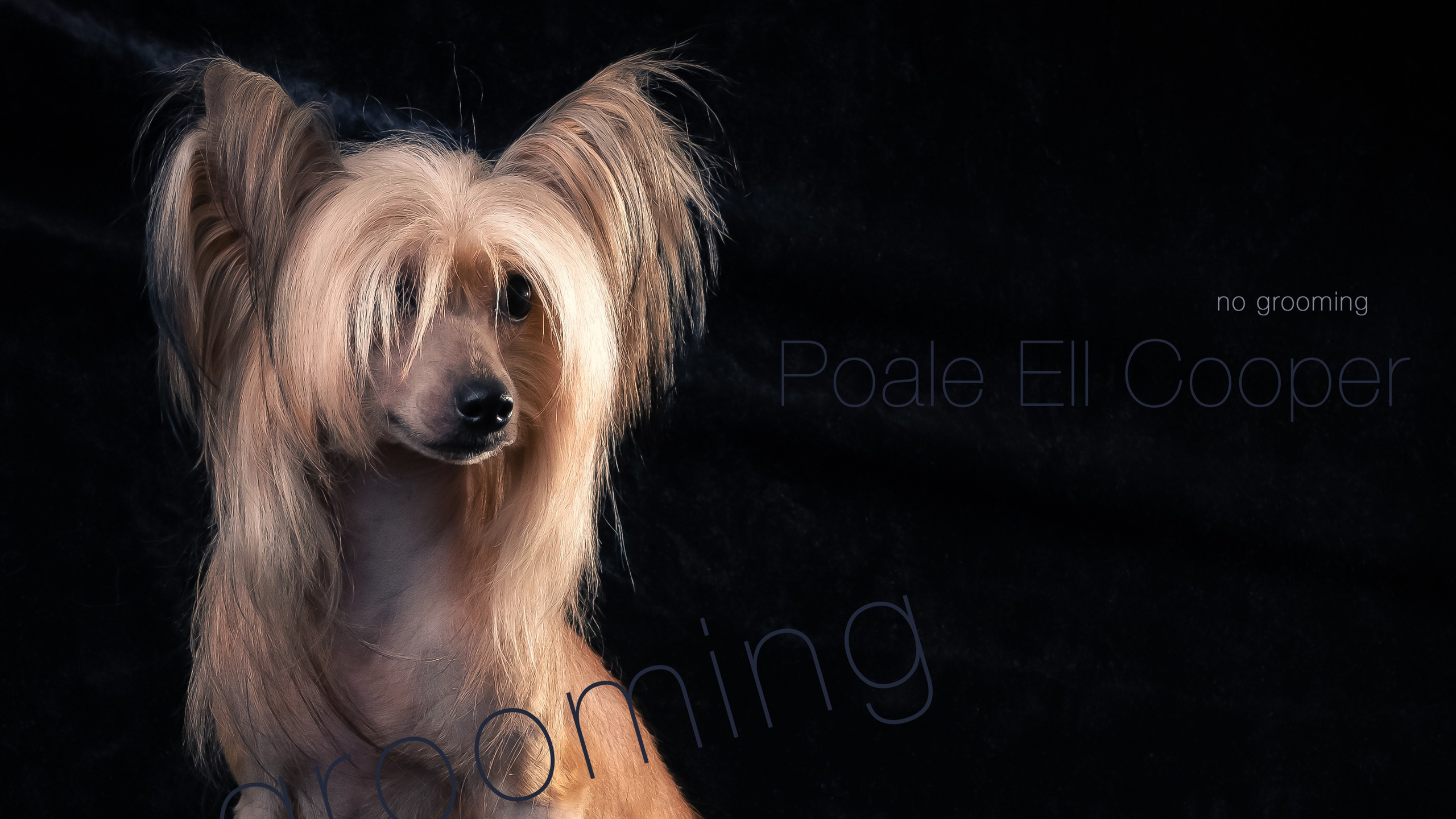 Poale Ell Cooper. Chinese Crested Dog Kennel Poale Ell