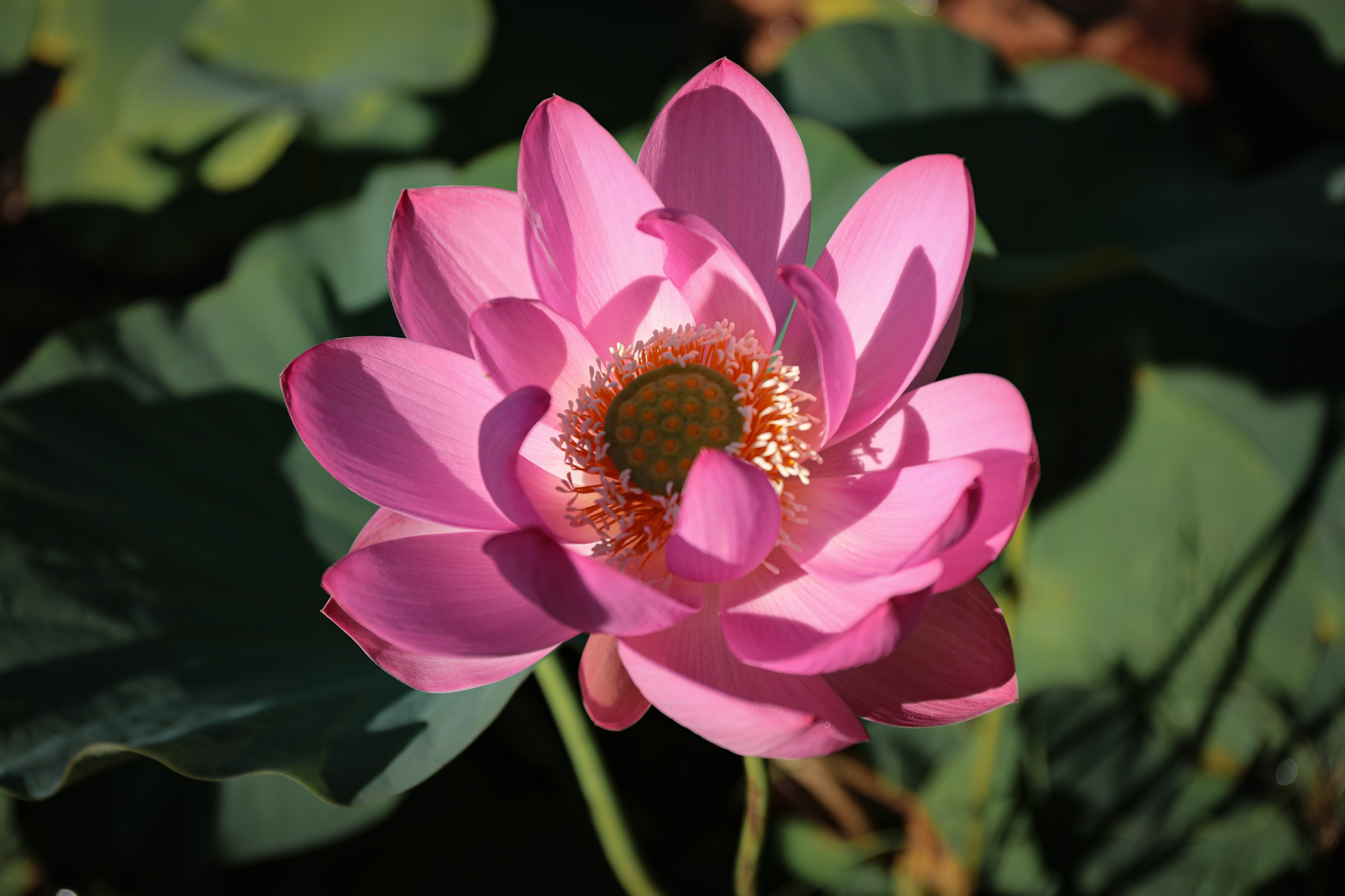 Фотосессия «В ЛОТОСАХ». Фотограф г. Хабаровск. Семейные и индивидуальные съёмки