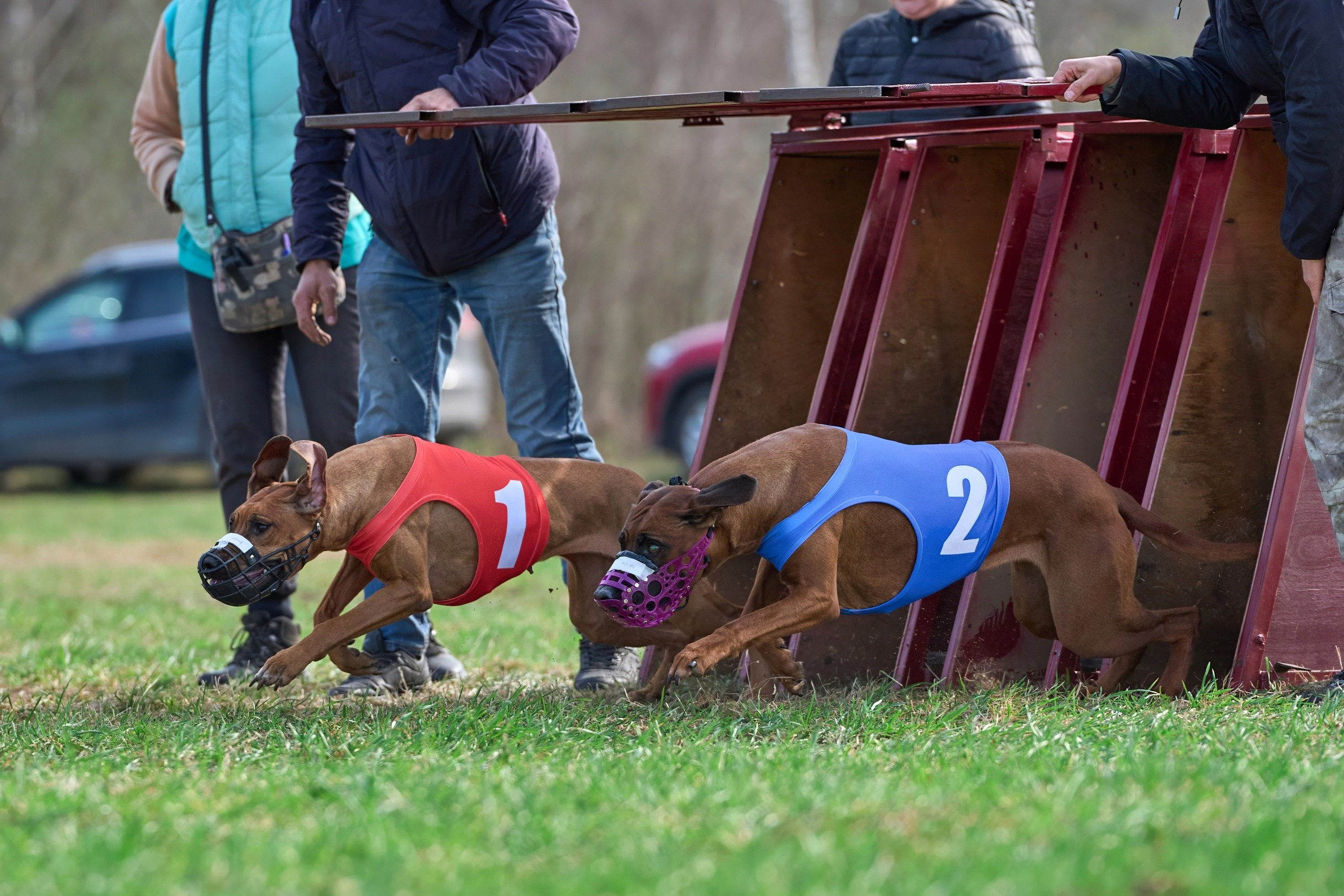 Квалификация по рейсингу. Фотограф-анималист Михаил Манухин