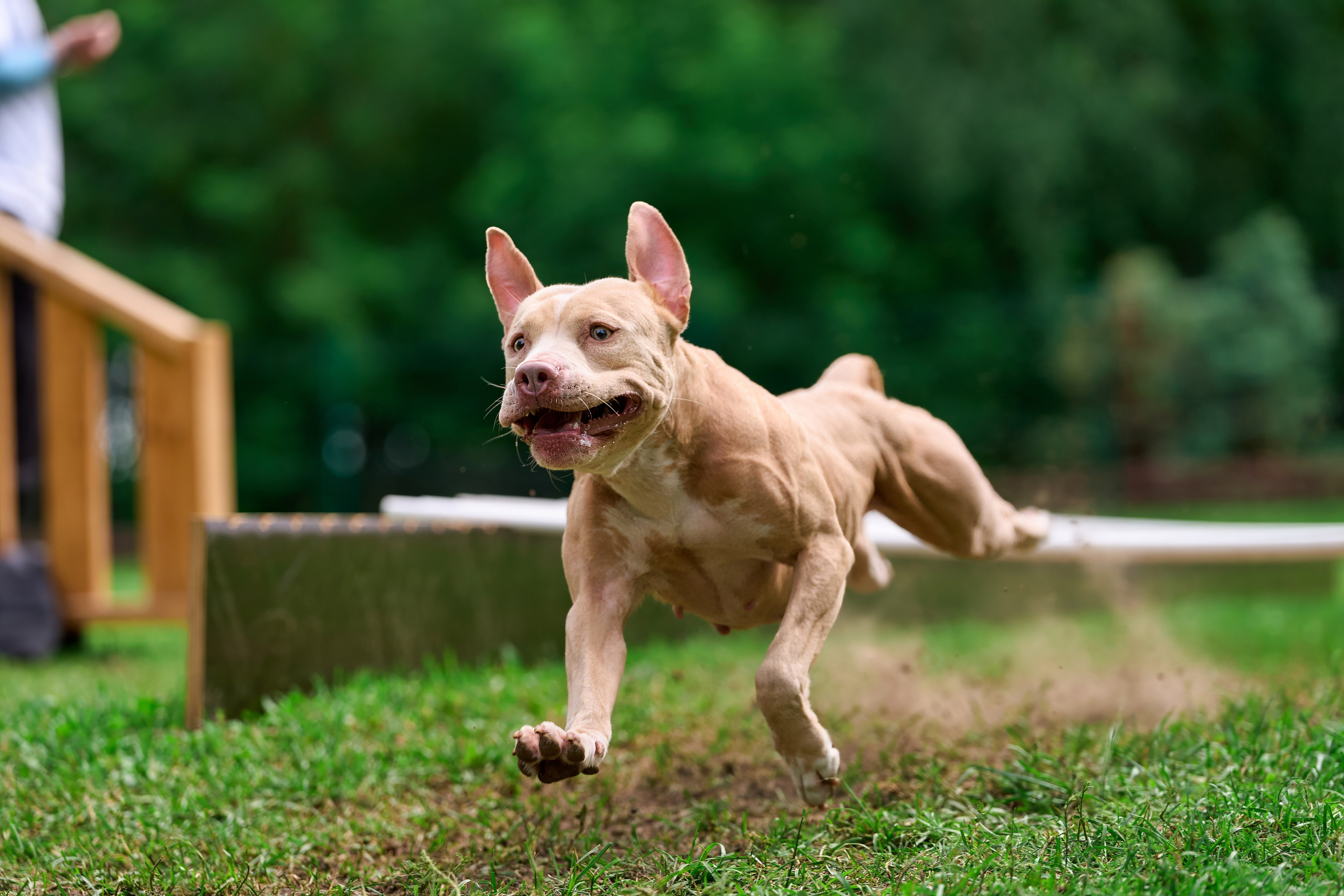 Двухдневные соревнования «Jump'n'Gym Fest — 2024». Фотограф-анималист Михаил Манухин