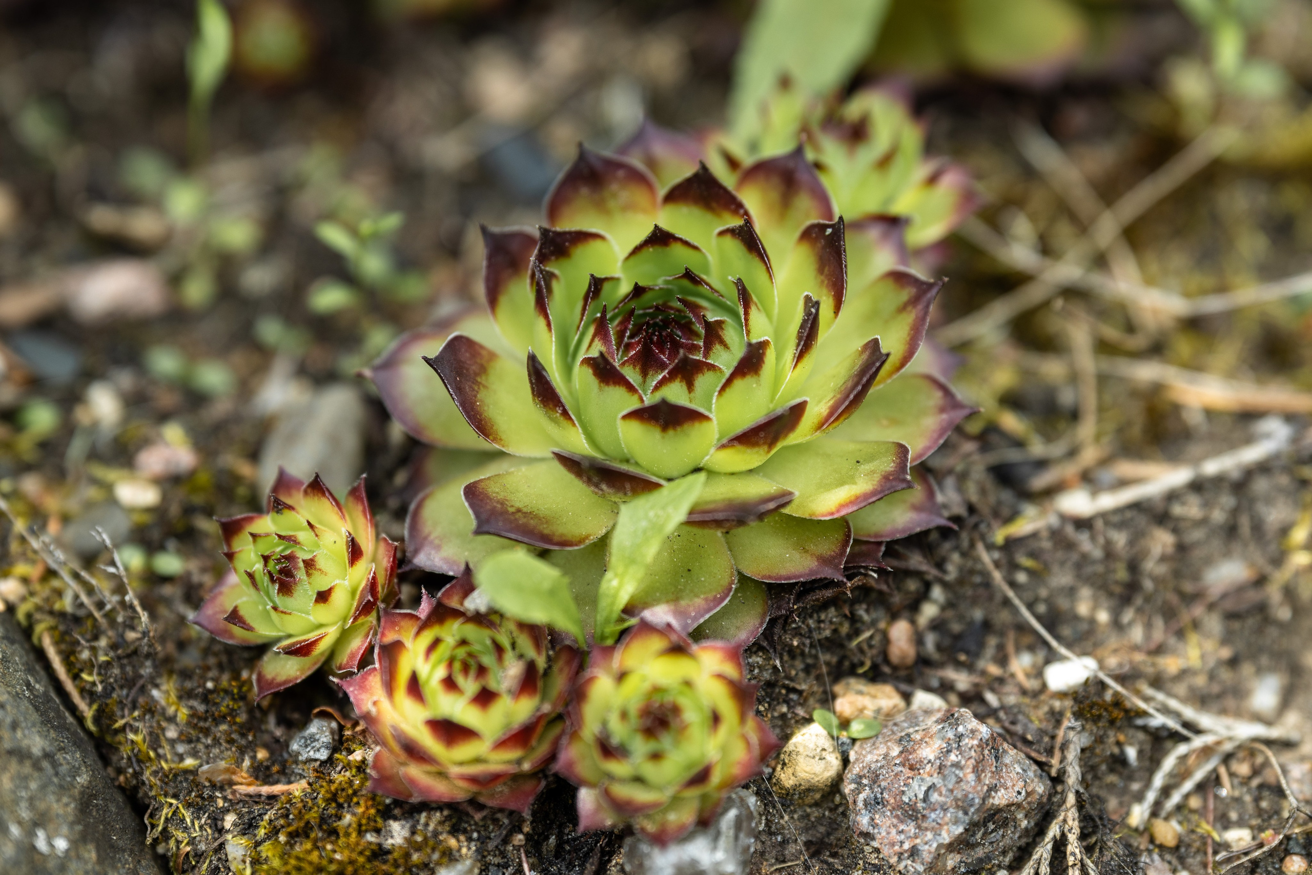 Фотосъёмка в Следово Кострома. Портретный фотограф в Костроме Наталия Клевинскас