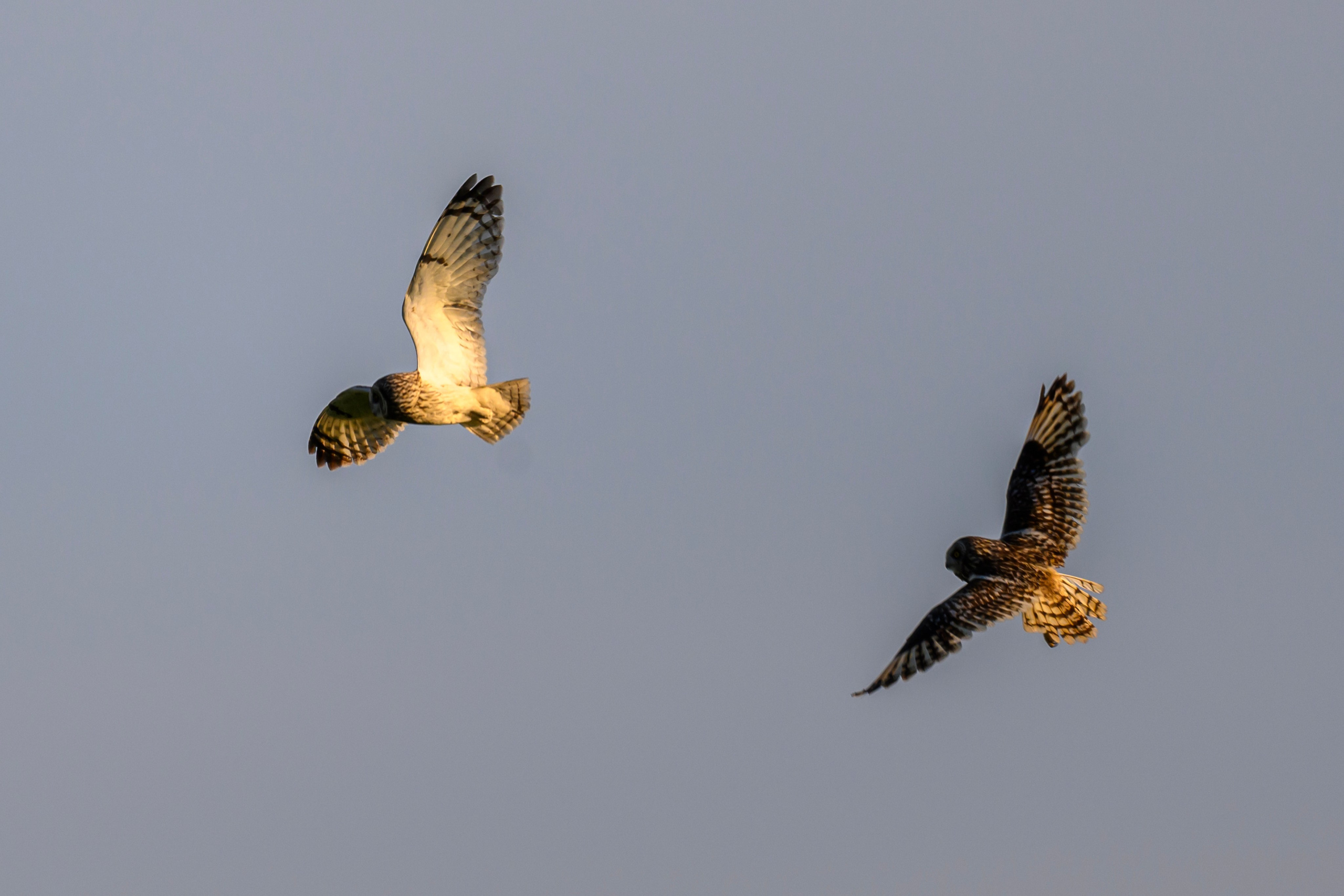 Битва сов и кормление совят. The Owl Battle and Feeding the Nestlings. Фотограф Сергей Пупонин