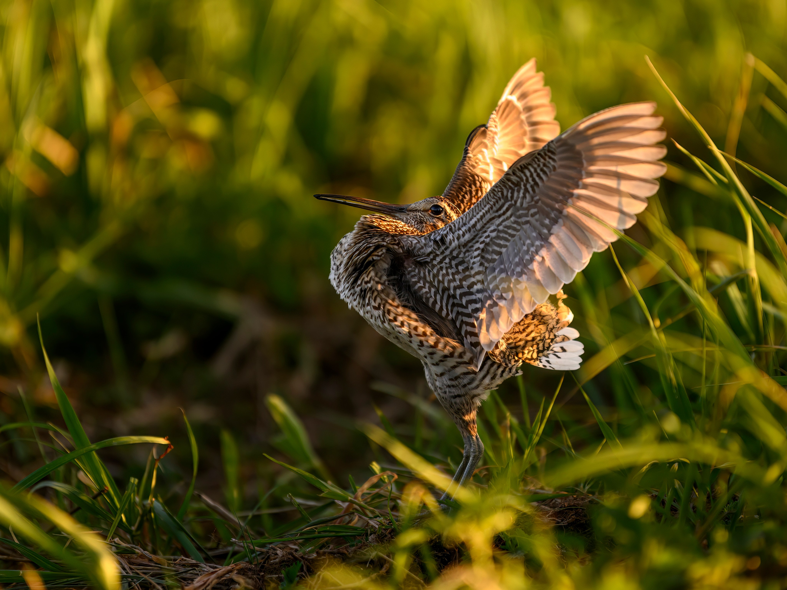 Дупелиный ток: настоящие гусары!. Фотограф Сергей Пупонин