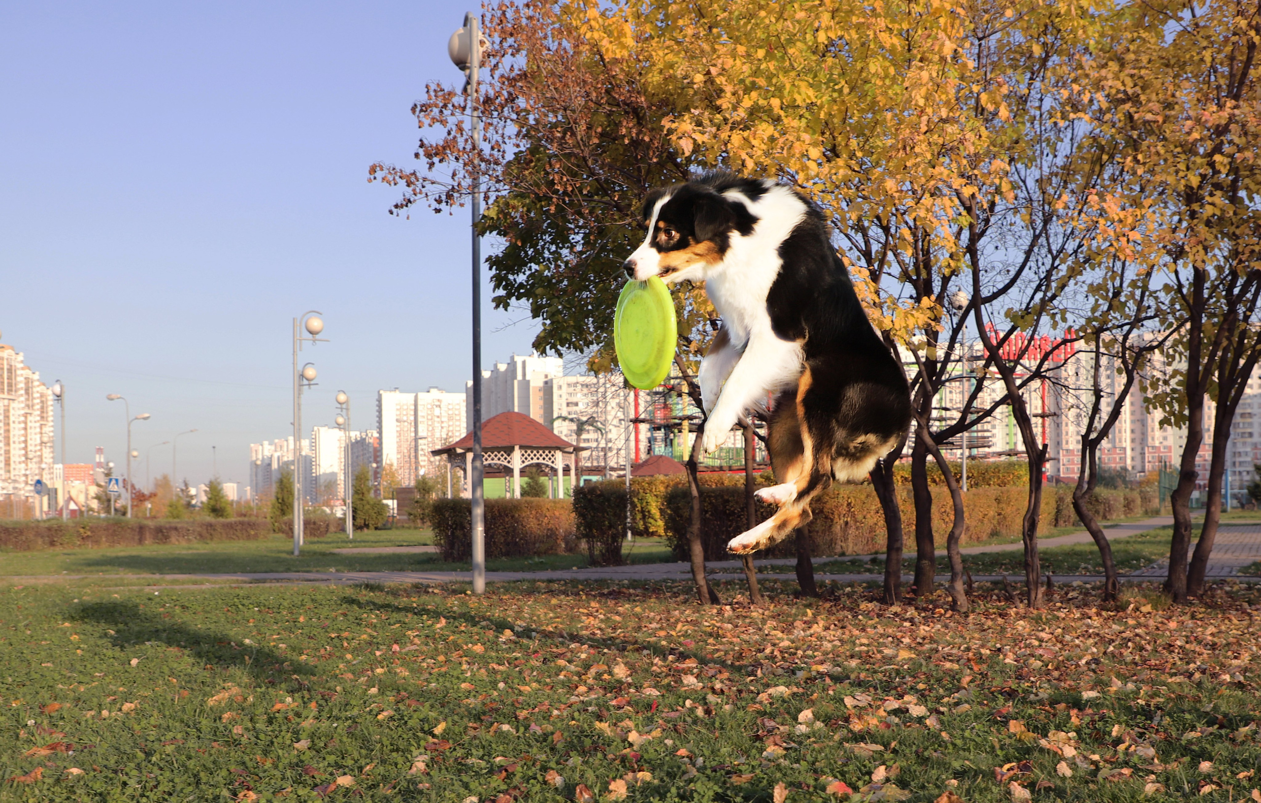 Нами. BLGKV питомник собак