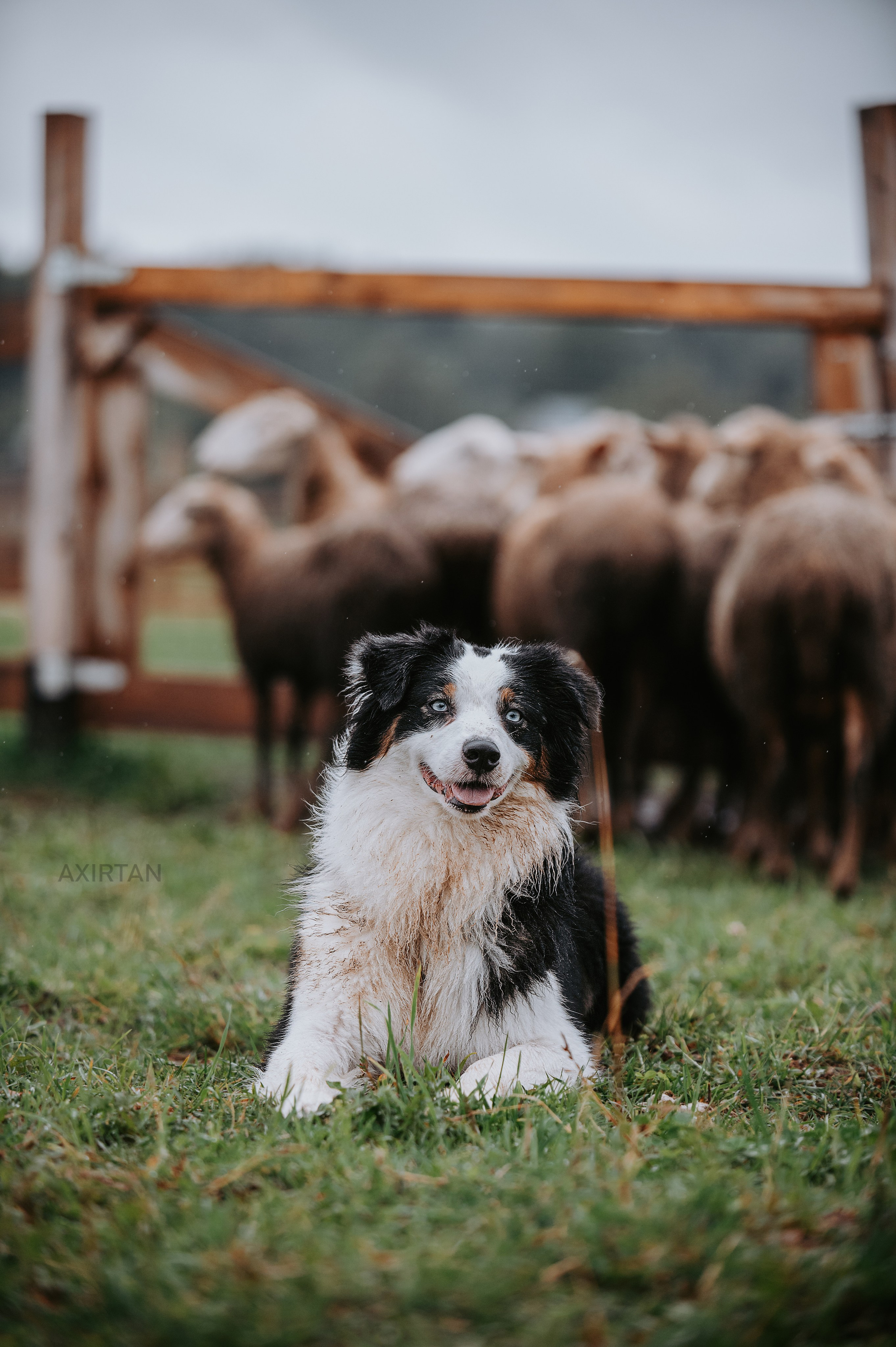 Гелий. BLGKV питомник собак