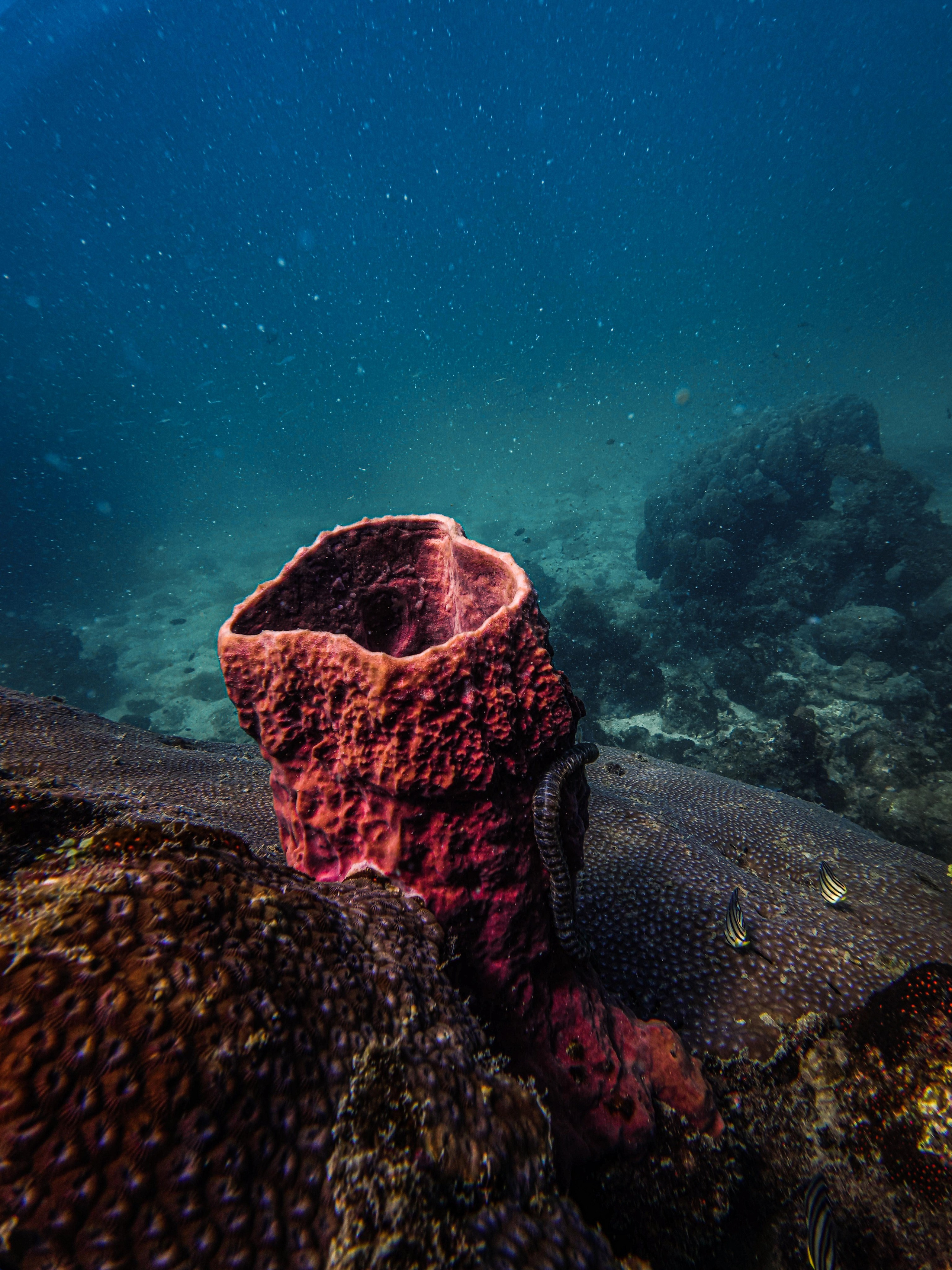 Для тех кто не боится сделать первый шаг. Дайвинг во Вьетнаме