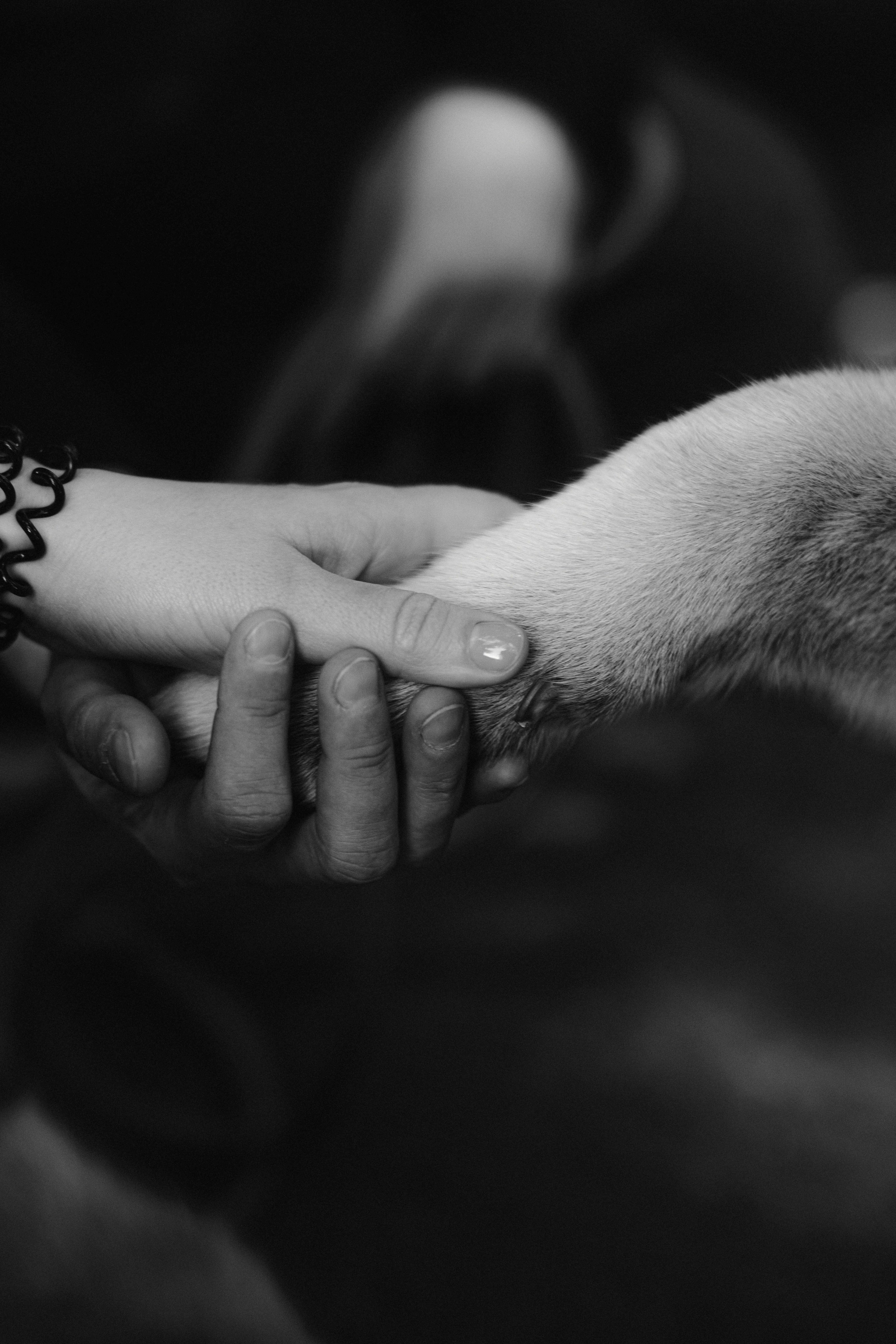 Love&Paws. Сентиментальная свадебная фотография