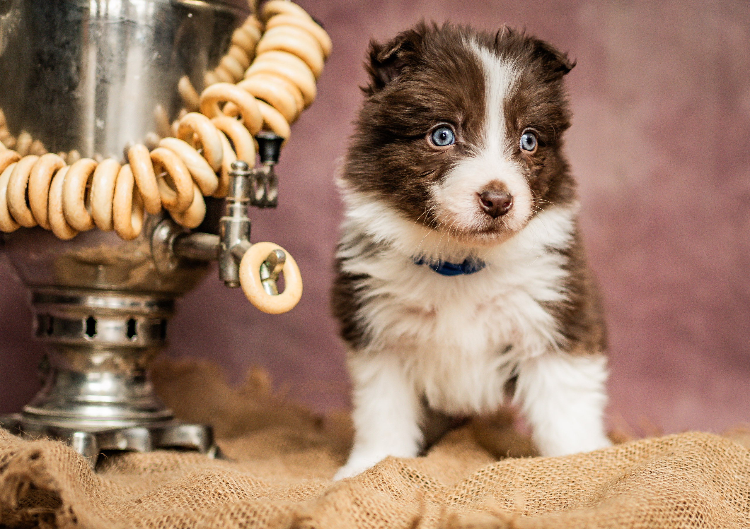Фритсвит. Семейный фотограф Ефремова Виктория