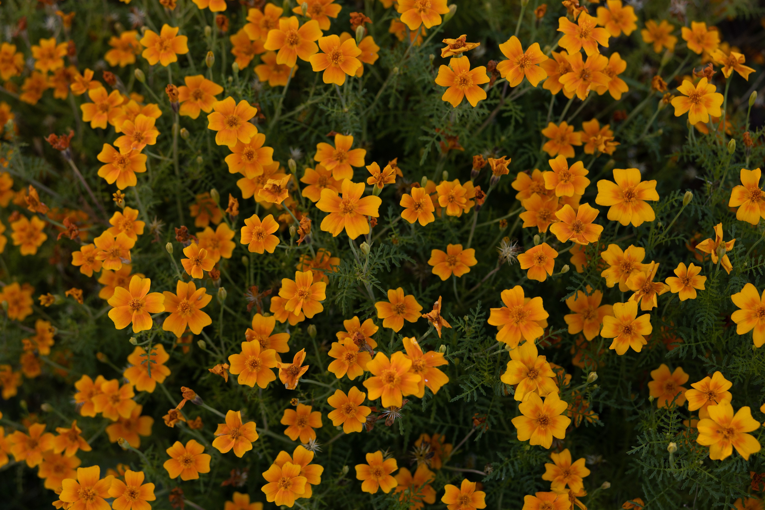 ФОТОСЕССИЯ В ПЕТЕРГОФЕ. ГДЕ СНИМАТЬ В ПЕТЕРГОФЕ