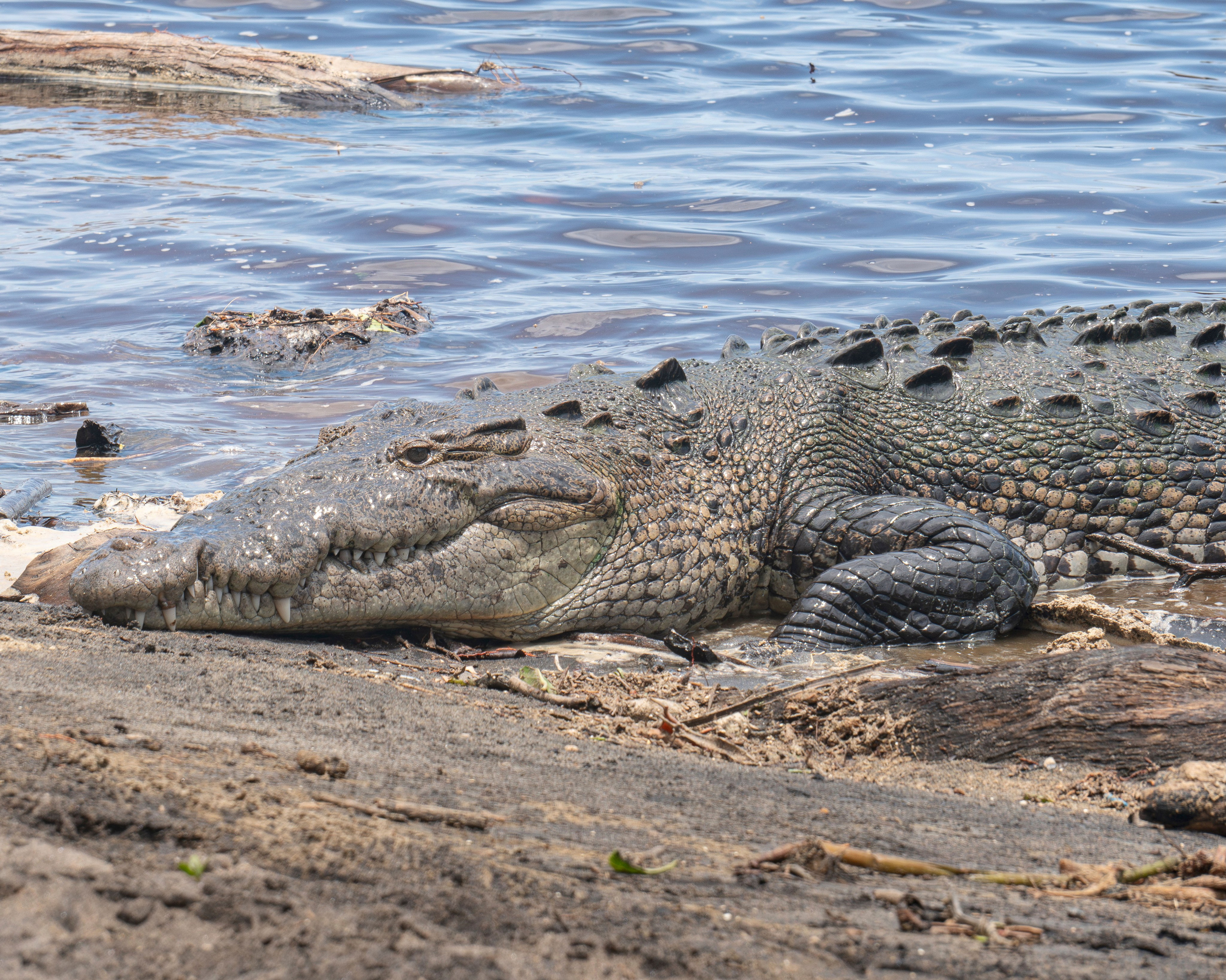 Crocos’ Paradise. CDMX Photography | Alex Klenin| Portrait & Event Photographer