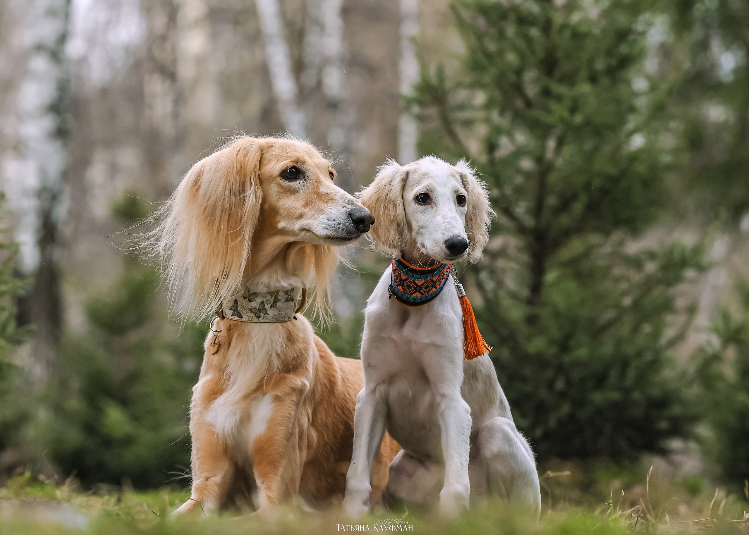 Фотограф Анималист из Новосибирска Татьяна Кауфман