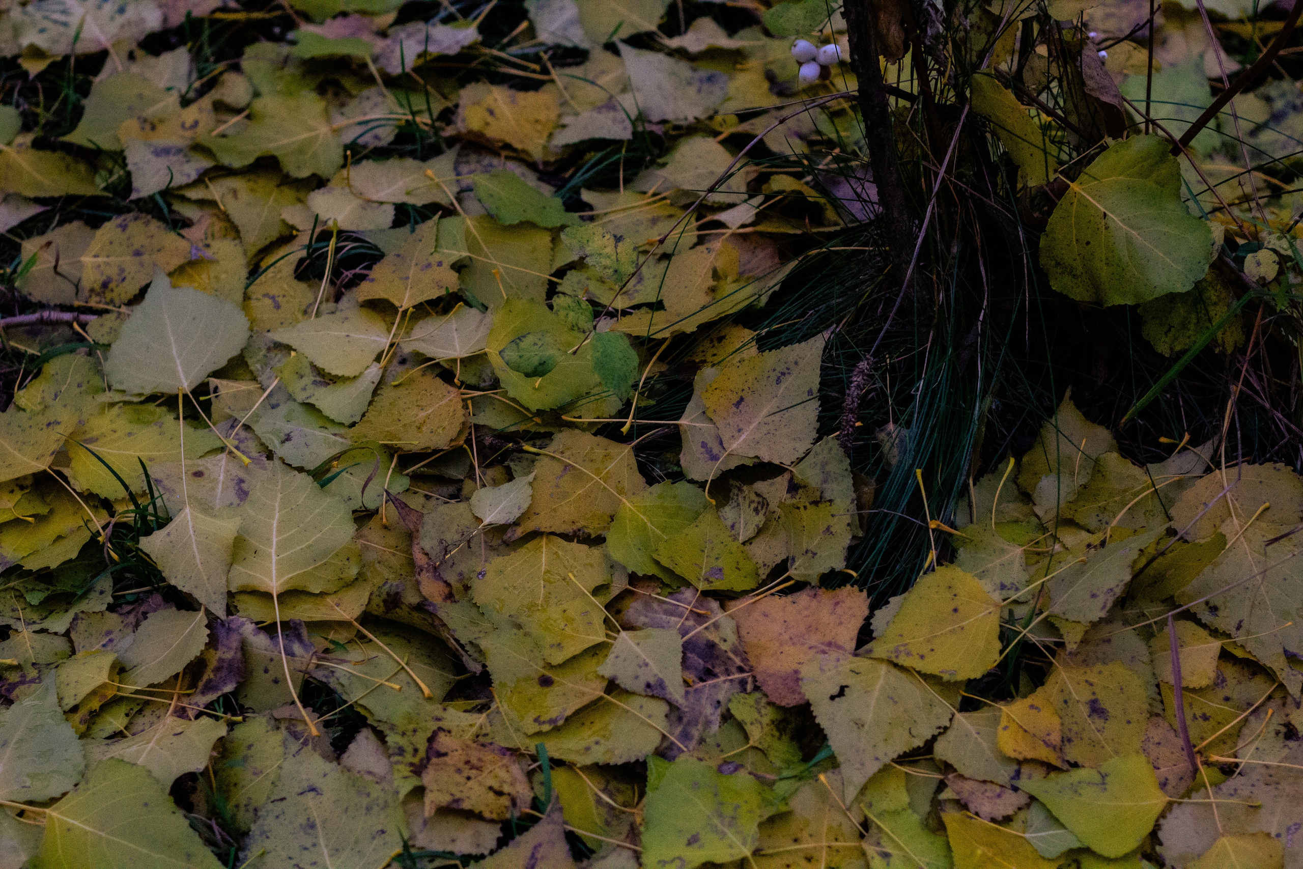 Осень в Москве. Фотограф Москва, портрет, стрит, репортаж. Художественная фотосессия