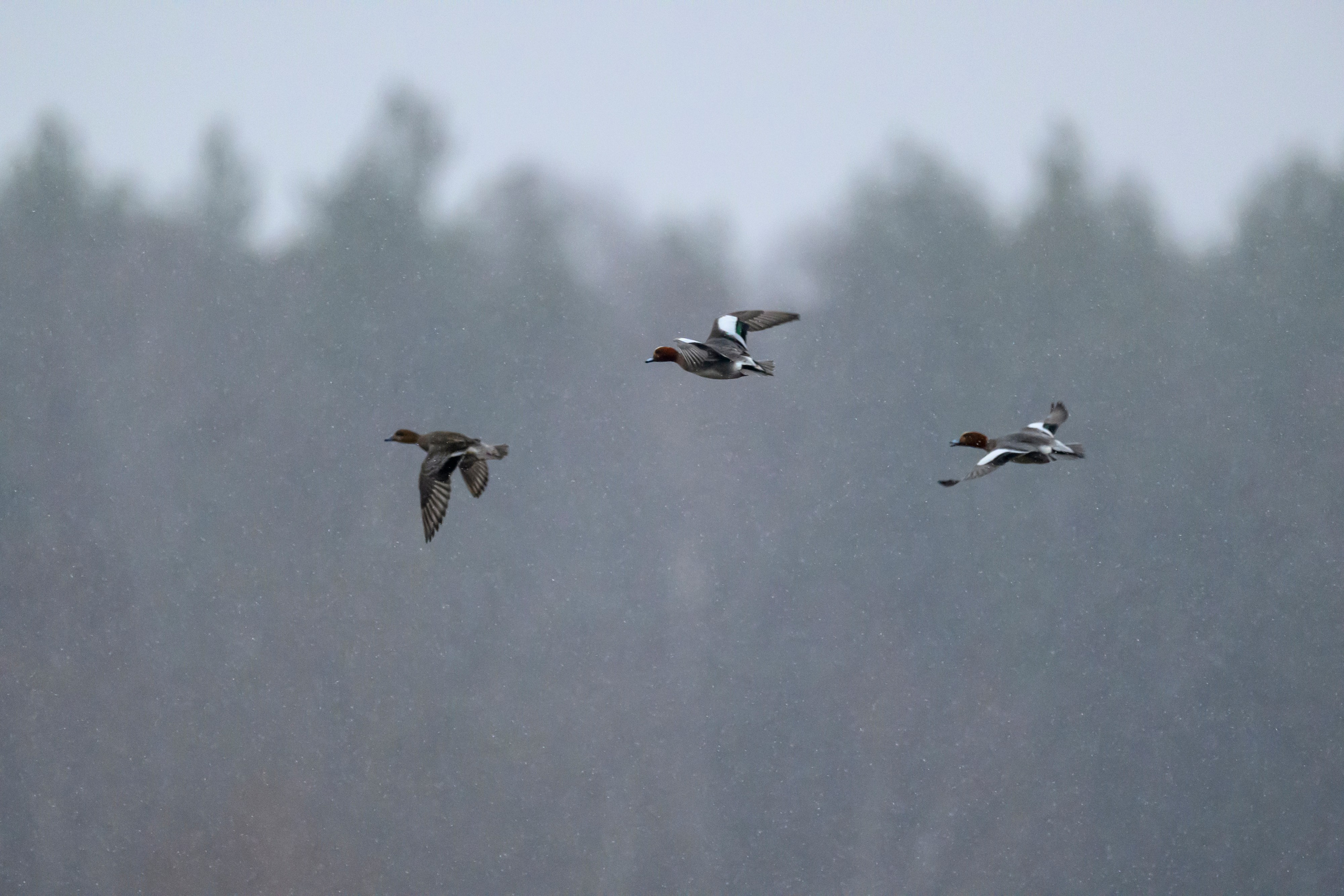 Чирки, чернеть и чомги. Wildlife photography by Sergey Puponin