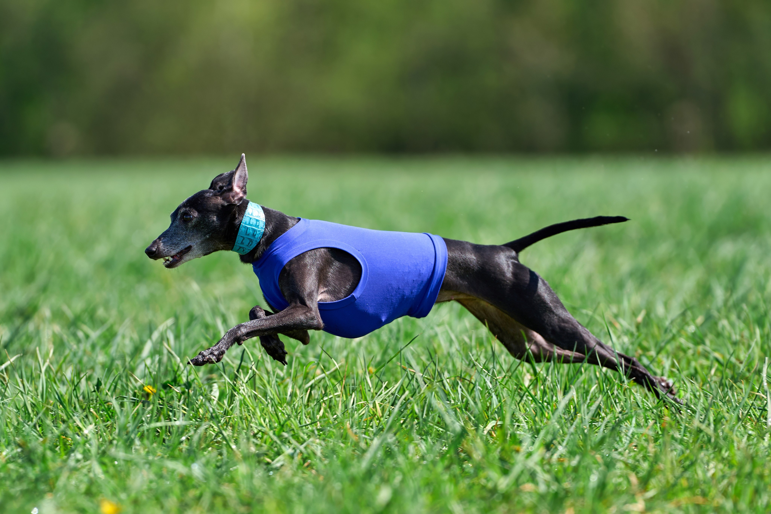 Тренировка по курсингу «на Ярославке». Фотограф-анималист Михаил Манухин