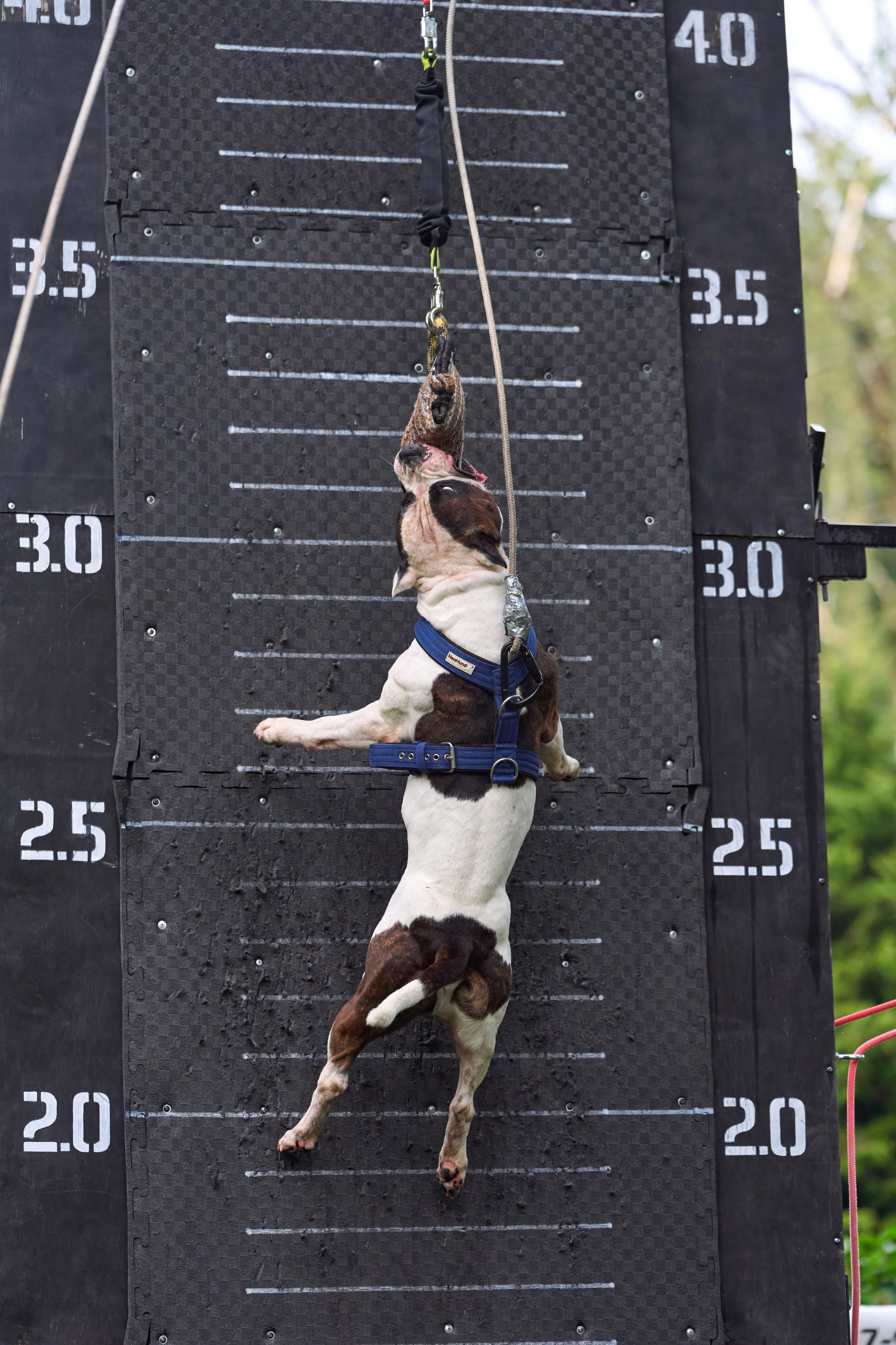 Jump'n'Gym JUMP! — 2024. Фотограф-анималист Михаил Манухин
