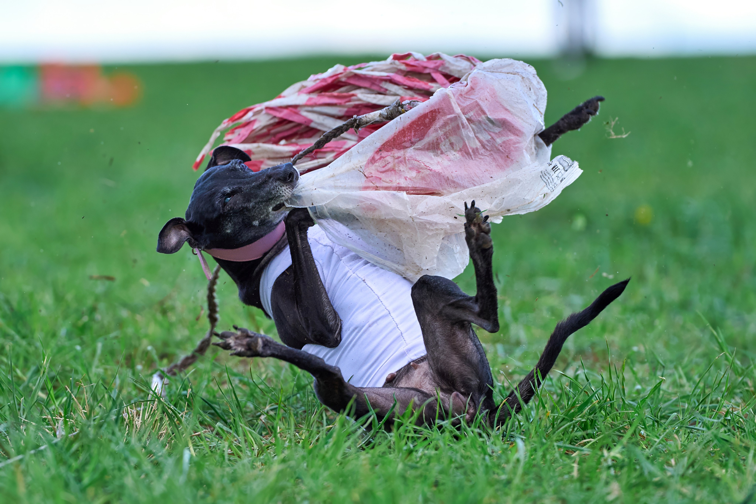 Тренировка по курсингу «на Ярославке». Фотограф-анималист Михаил Манухин