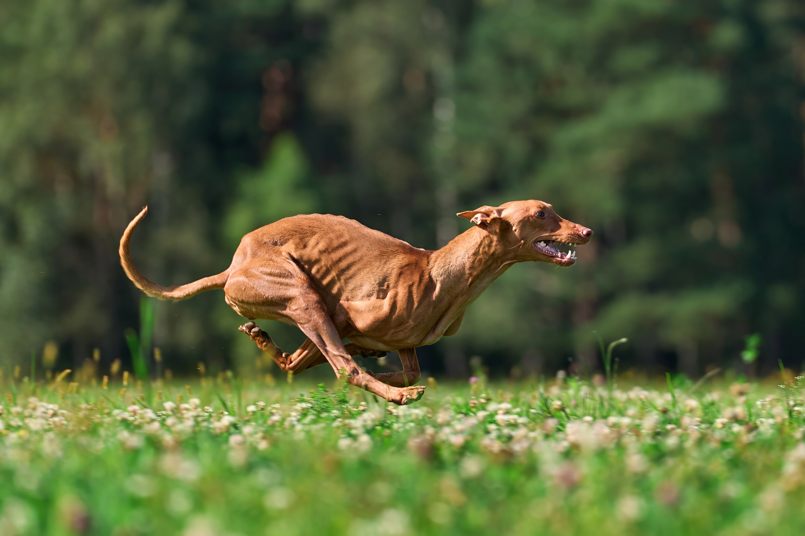 Тренировка в Донино. Фотограф-анималист Михаил Манухин
