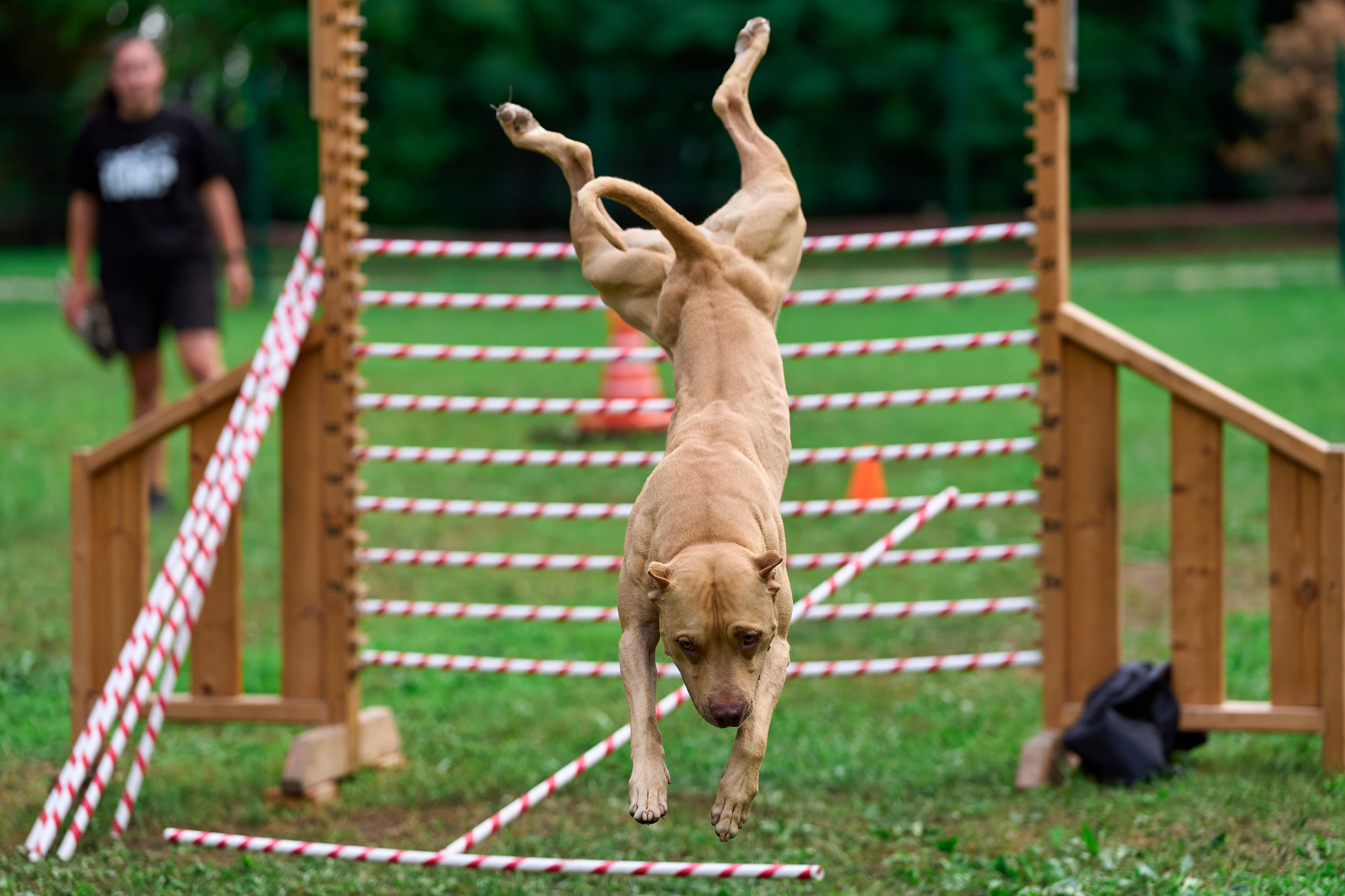 Jump'n'Gym JUMP! — 2024. Фотограф-анималист Михаил Манухин