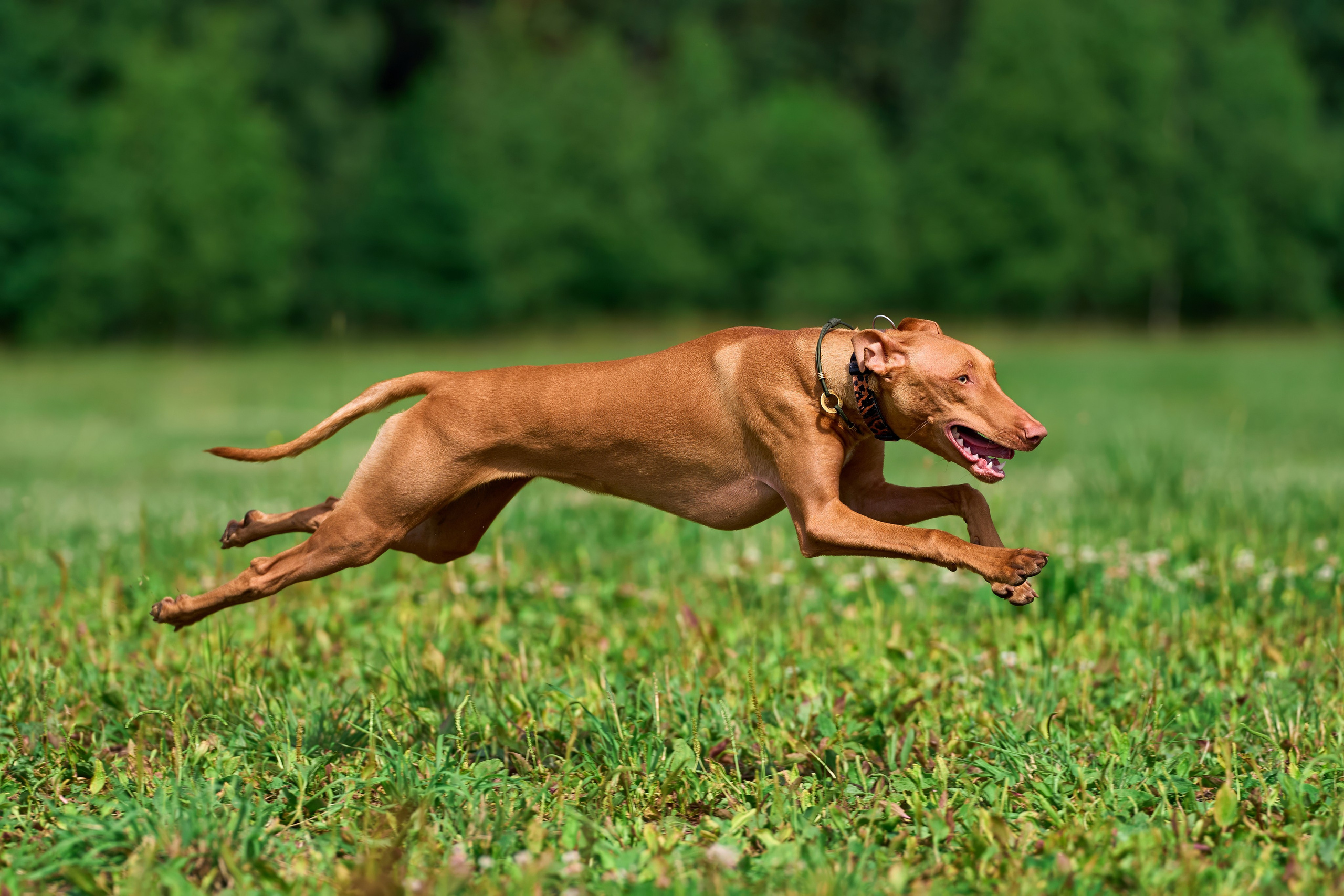 Тренировка по курсингу Донино. Фотограф-анималист Михаил Манухин