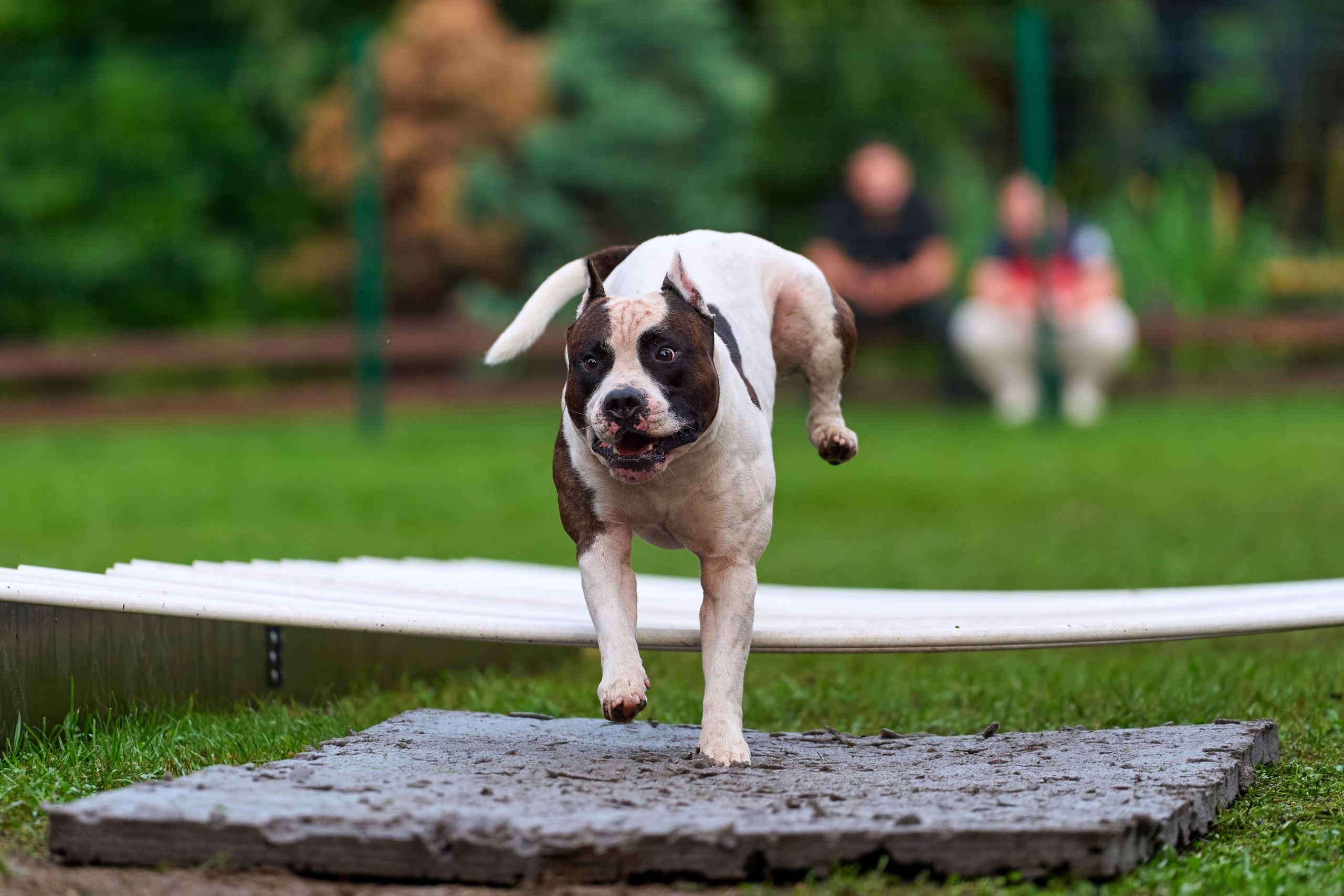 Jump'n'Gym JUMP! — 2024. Фотограф-анималист Михаил Манухин